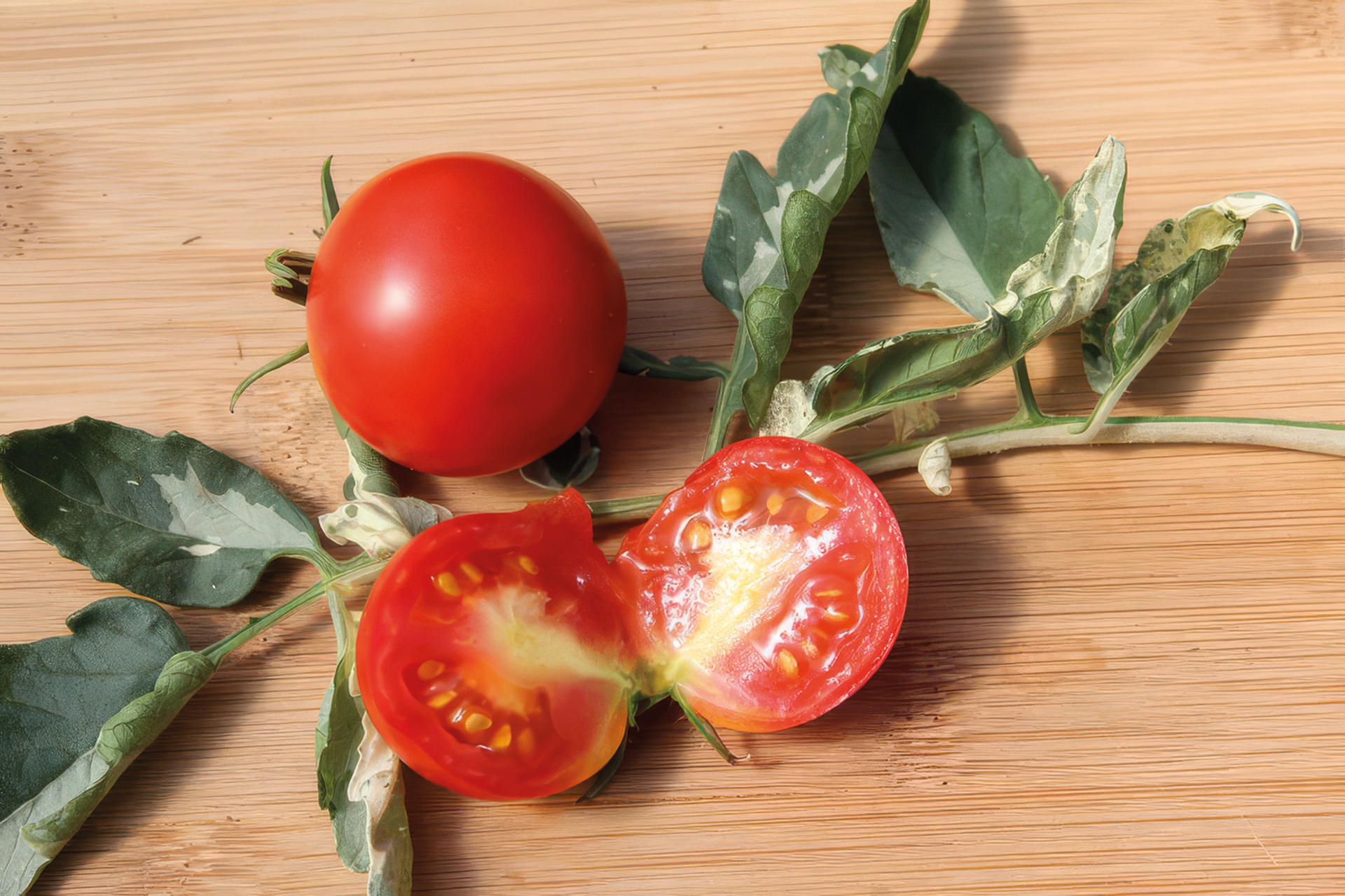 Panachierte Tomate Splash of Cream