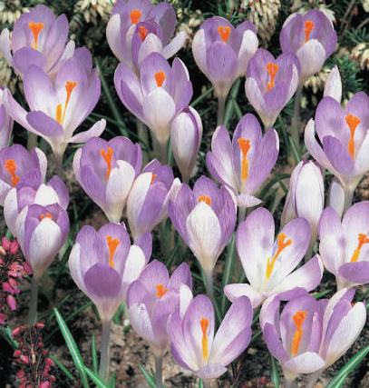 Nahaufnahme lila-weißer Krokusse mit leuchtend orangefarbenen Narben in einem Beet, viele geöffnete Blüten
