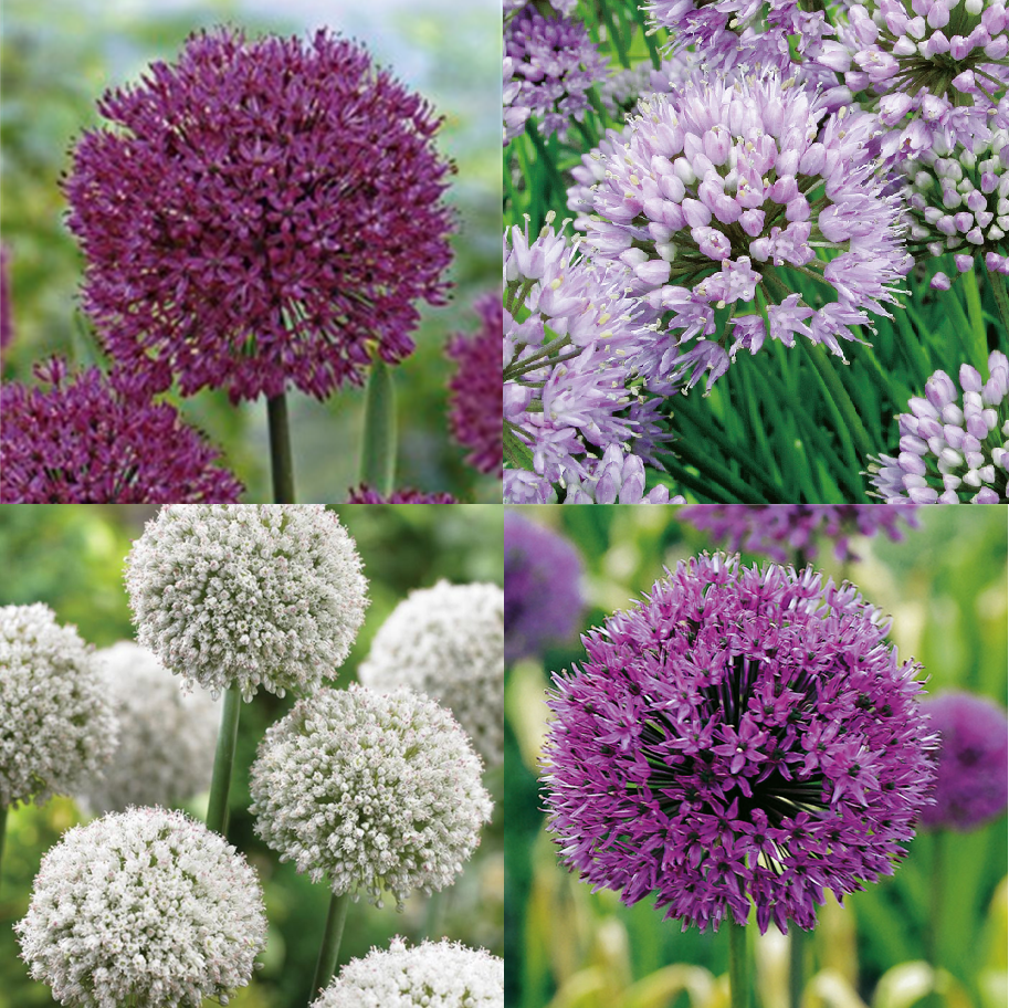 51076_Allium Quattro Nahaufnahme mehrerer Allium-Zierlauchblüten in runden Kugeln: tiefviolett, hellflieder und reinweiß; ideal für Staudenbeete, Schnittblumen und als Zwiebelpflanze im Garten.