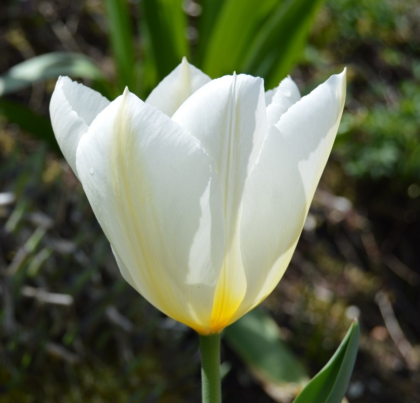 Nahaufnahme einer weißen Tulpe mit leicht gelber Basis vor unscharfem, grünem Gartenhintergrund