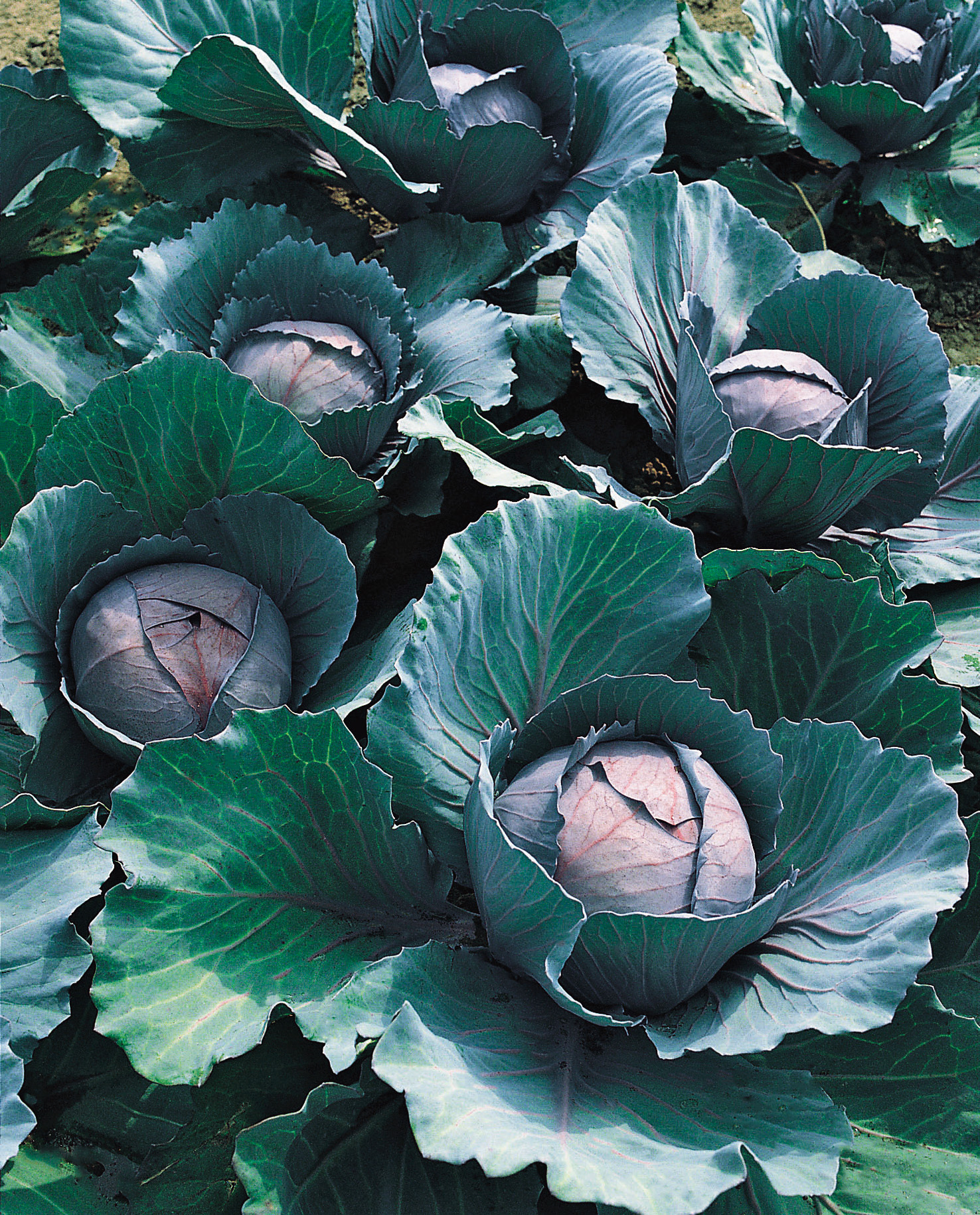 Nahaufnahme mehrerer reifer Rotkohl-Köpfe (Blaukraut) im Beet mit violetten Innenblättern und blaugrünen Außenblättern