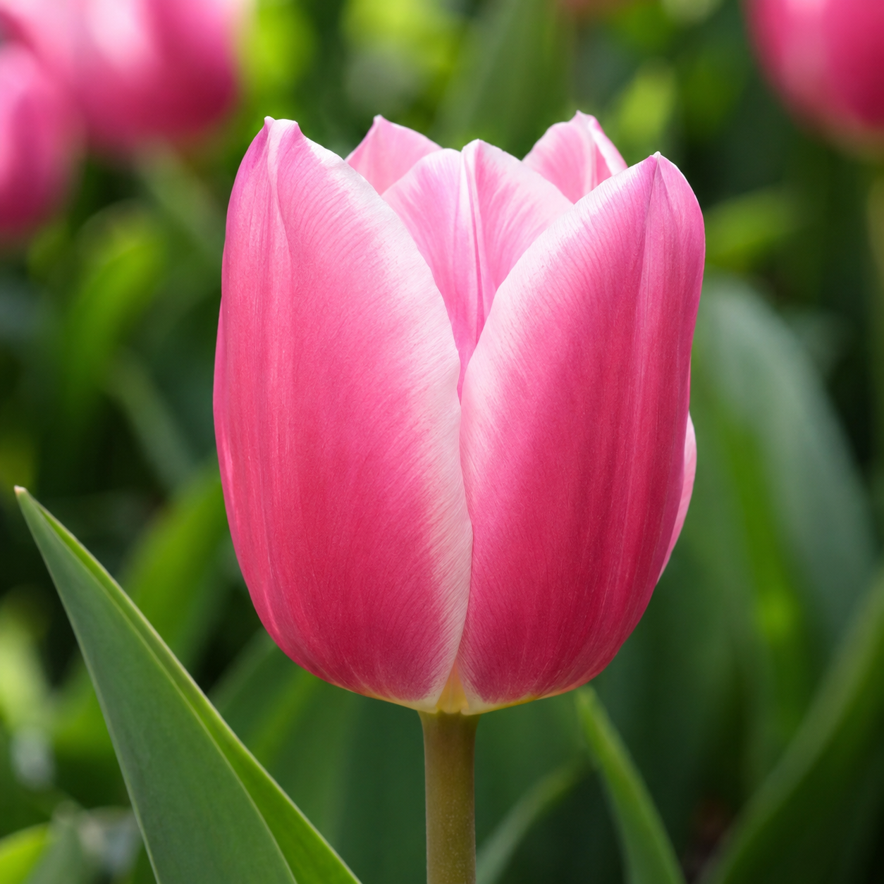 Einfache frühe Tulpen Mandys Choice
