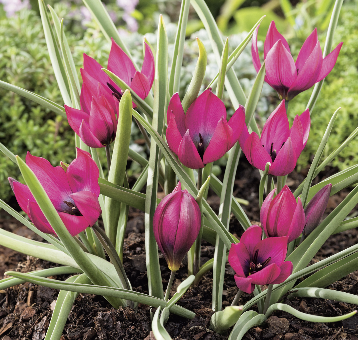 Nahaufnahme von leuchtend pinken Tulpen mit schlanken grünen Blättern im Gartenbeet, mehrere geöffnete und noch geschlossene Blüten, dunkle Erde