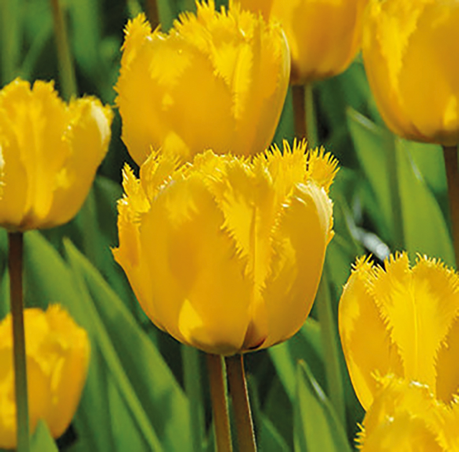 Crispa-Tulpen Yellow Fabio