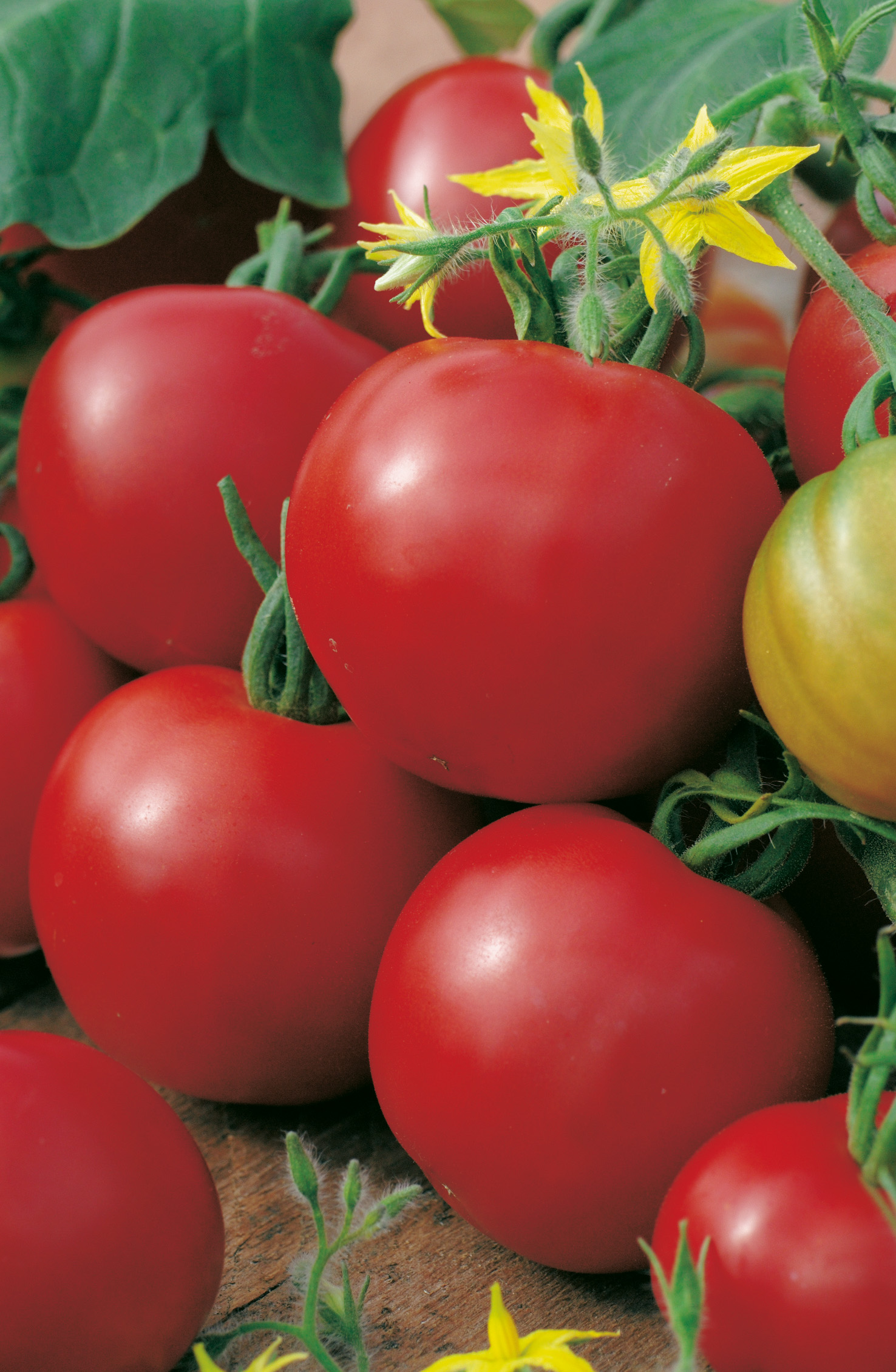 Tomaten Hellfrucht-Frühstamm