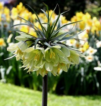Nahaufnahme einer Kaiserkrone (Fritillaria imperialis) mit gelb-grünen, nach unten hängenden Glockenblüten an einem hohen Stängel, im Hintergrund unscharfe Narzissen im Frühlingsgarten.