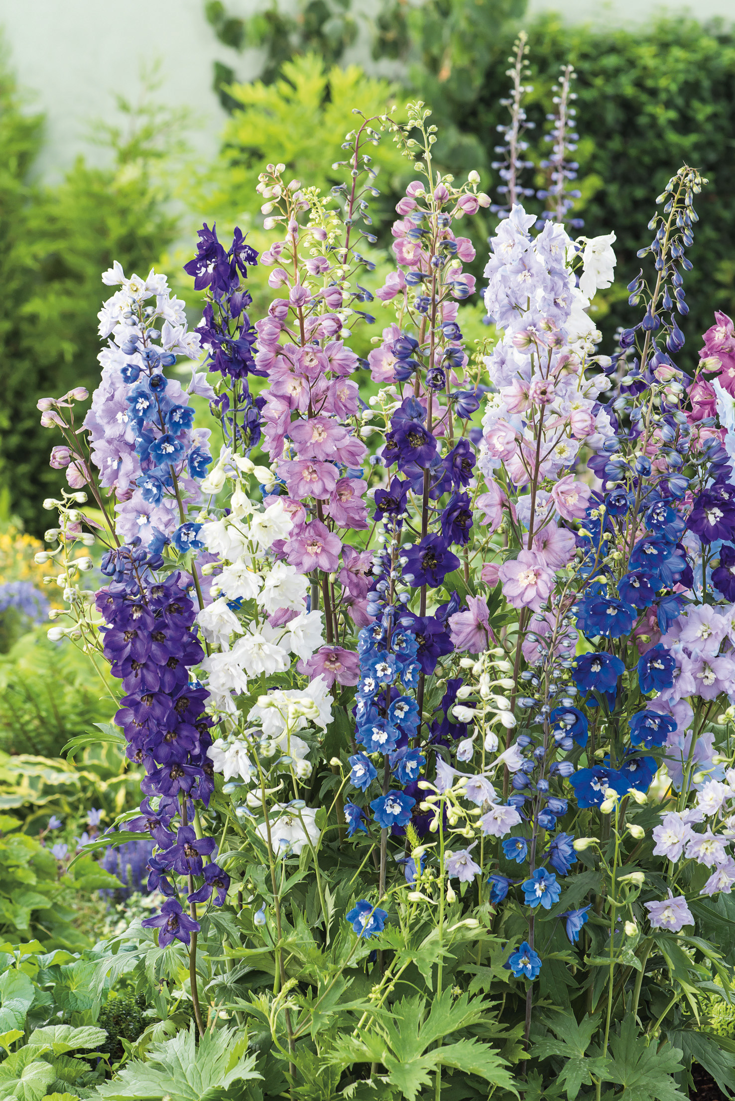 Bunte Gruppe von Rittersporn (Delphinium) mit hohen, dicht besetzten Blütenrispen in Blau-, Violett-, Rosa- und Weißtönen in einem grünen Gartenbeet