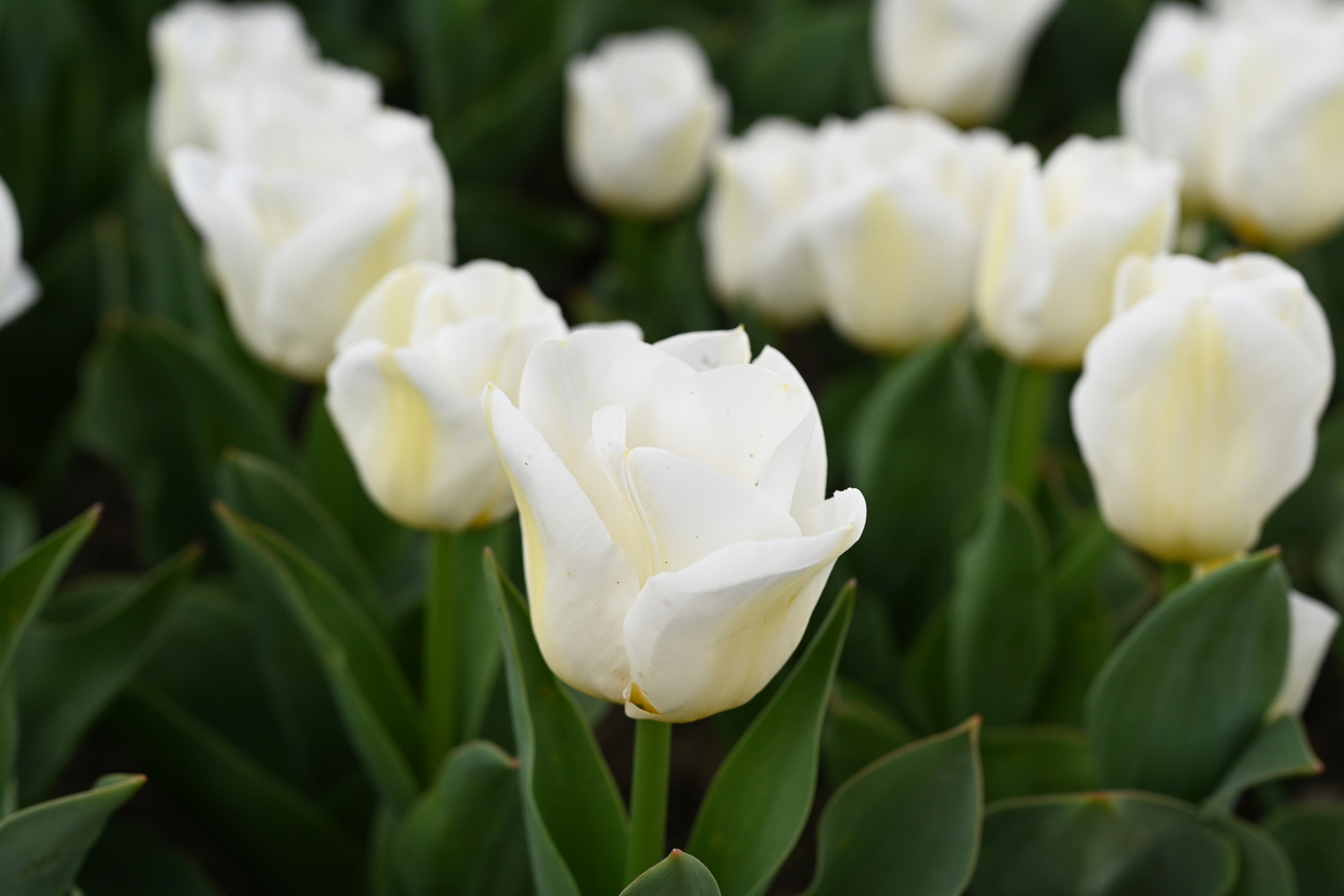 Nahaufnahme einer weißen Tulpe in einem Beet mit grünen Blättern; weitere weiße Tulpen unscharf im Hintergrund
