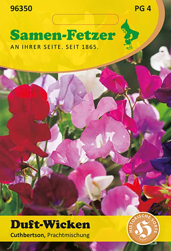 Samen-Fetzer Saatgutpackung Duft-Wicken Cuthbertson, Prachtmischung: Nahaufnahme bunter duftender Wicke-Blüten in Rosa, Rot, Violett und Weiß