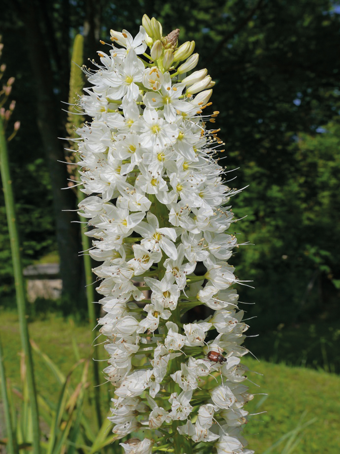 50065_Eremurus himalaicus Hoher, dichter Blütenstand mit zahlreichen weißen Blüten und gelben Staubgefäßen an grünem Stängel im Garten