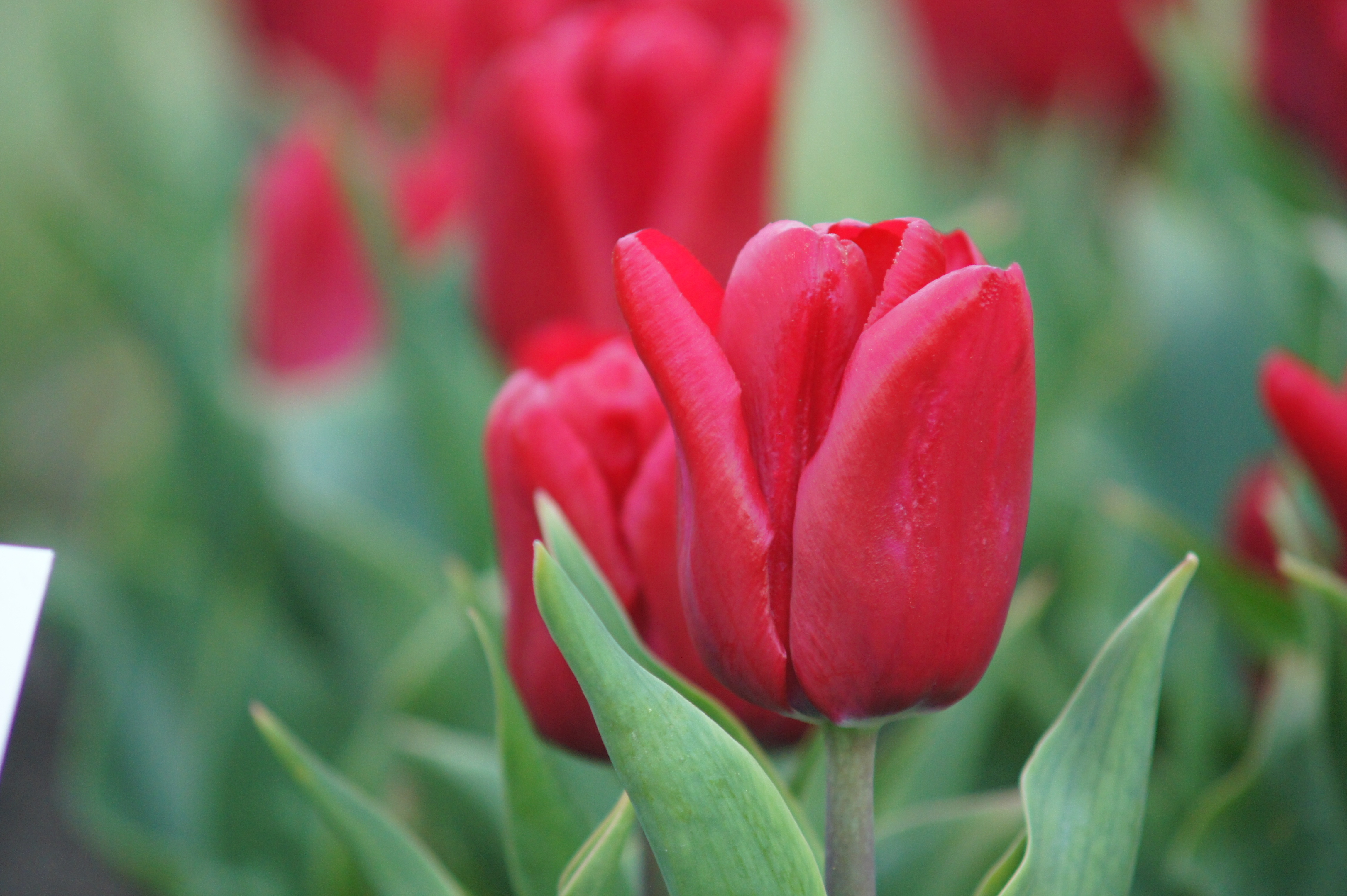 Nahaufnahme einer roten Tulpe mit grünen Blättern und unscharfem Hintergrund