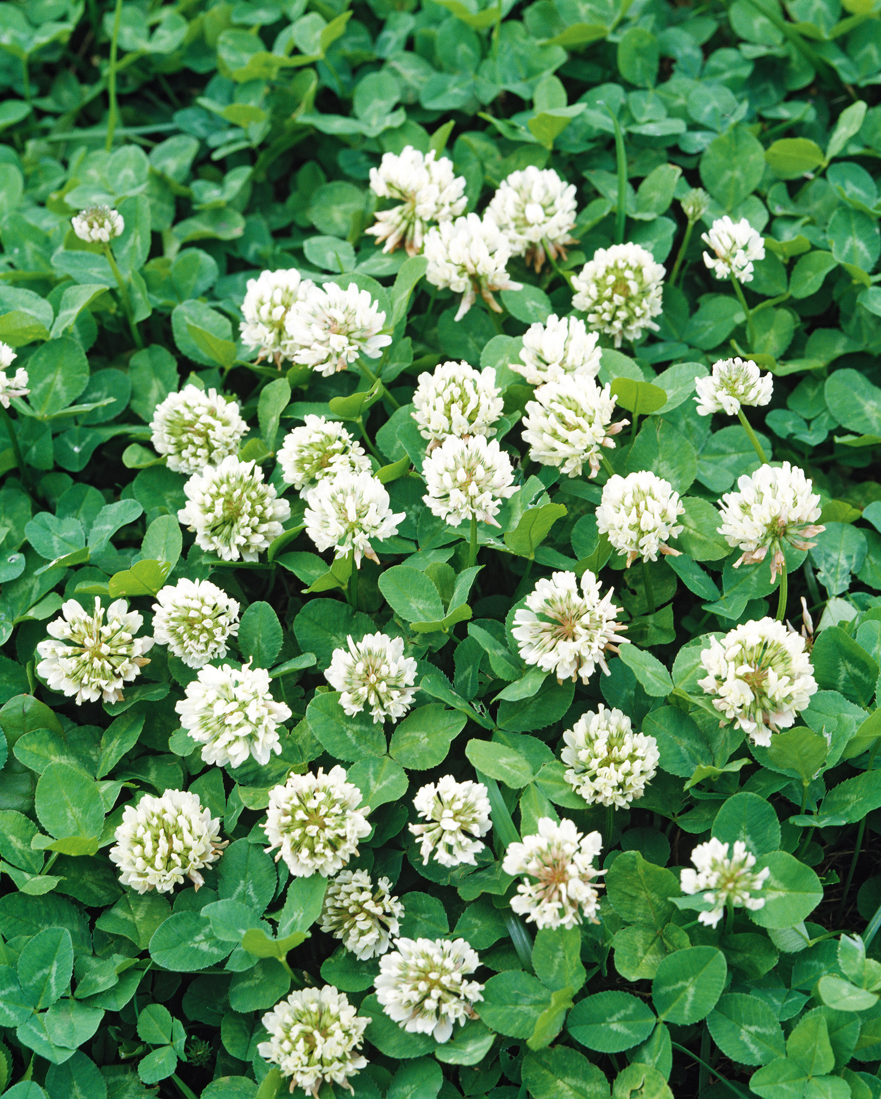 Weißklee dänischer