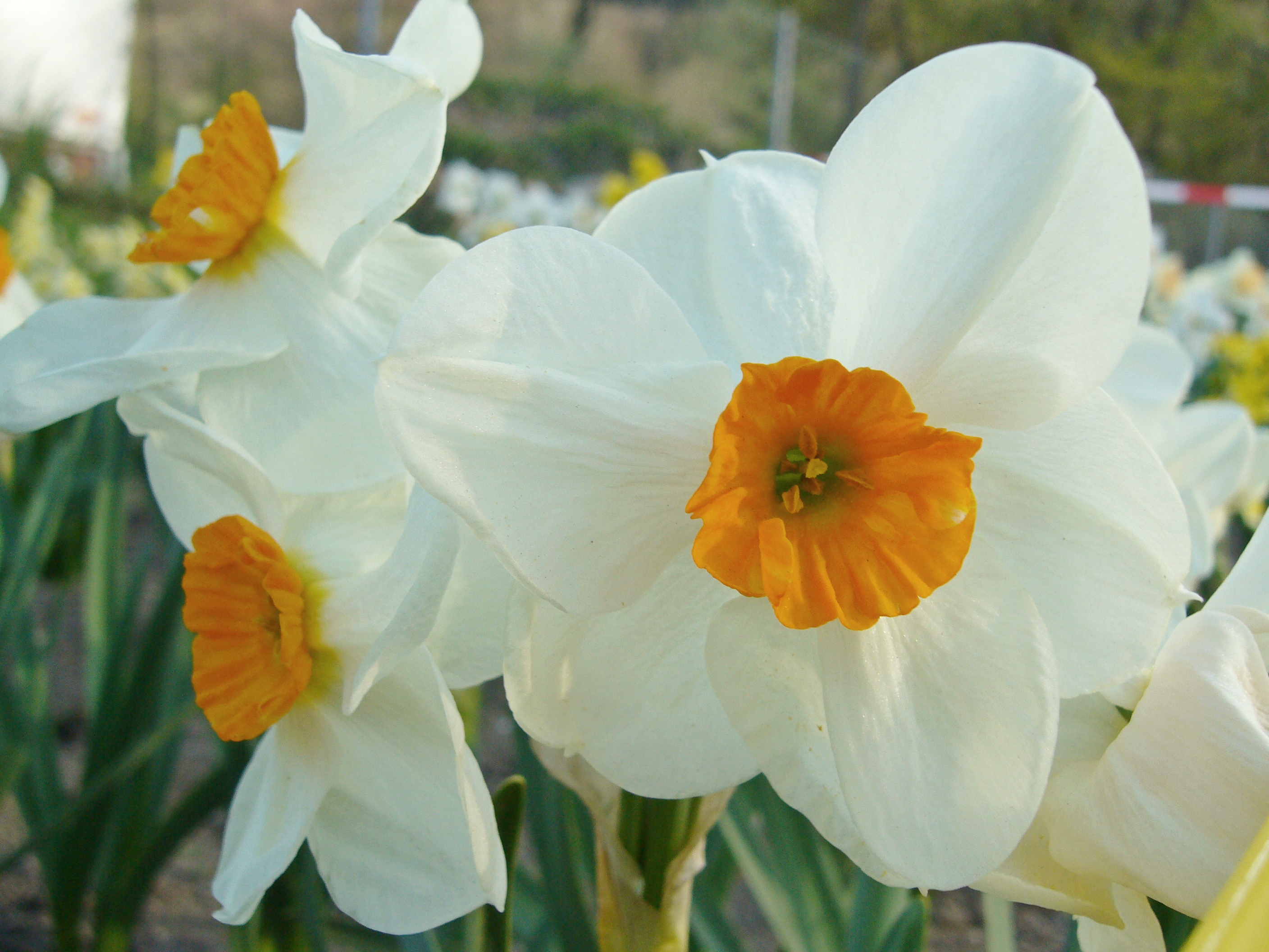 Nahaufnahme weißer Narzissen mit leuchtend orangefarbener Krone (Trompete) in einem Blumenbeet, mehrere Blüten und grünes Laub, unscharfer Hintergrund