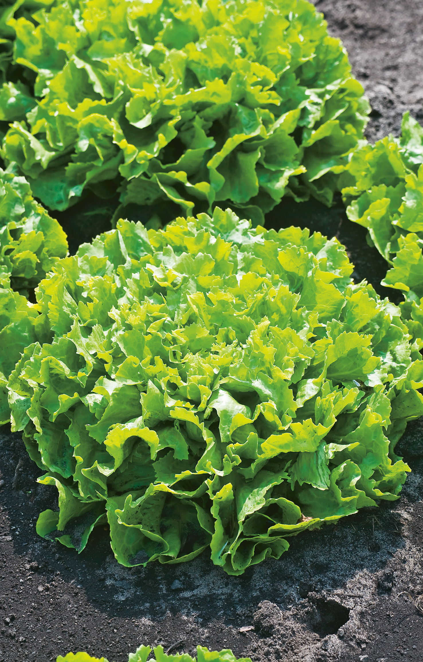 Mehrere grüne Köpfe der Winterendivie Bubikopf im Beet – schnellwachsende, vollherzige und selbstbleichende Salatsorte von Samen-Fetzer, ideal für Mischsalate und Ganzjahresanbau