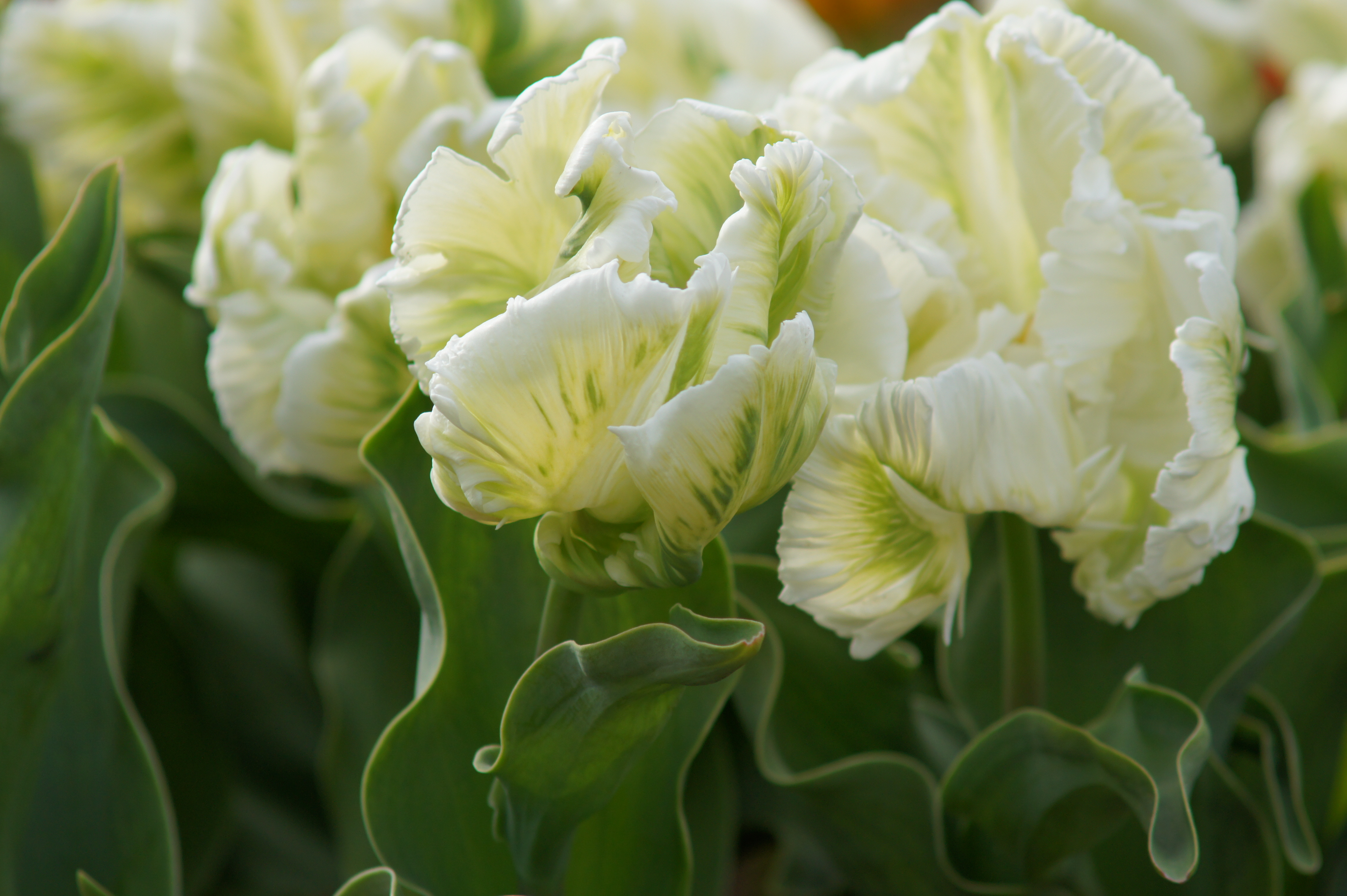 Papagei-Tulpen Super Parrot mit großen, gefransten weißen Blüten und grüner Flammung, ideal für Garten und Topf