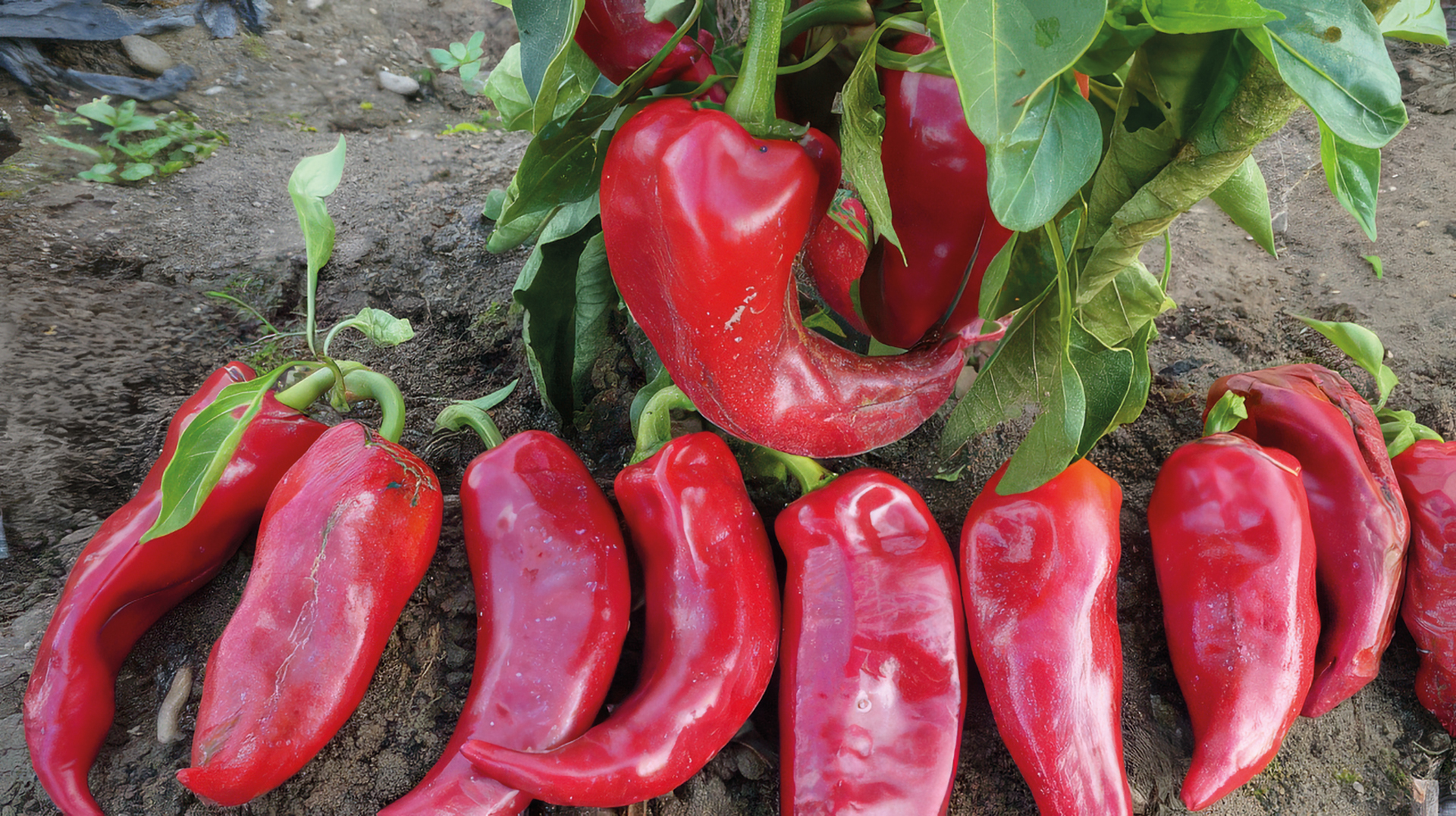 Gemüsepaprika Ochsenhorn