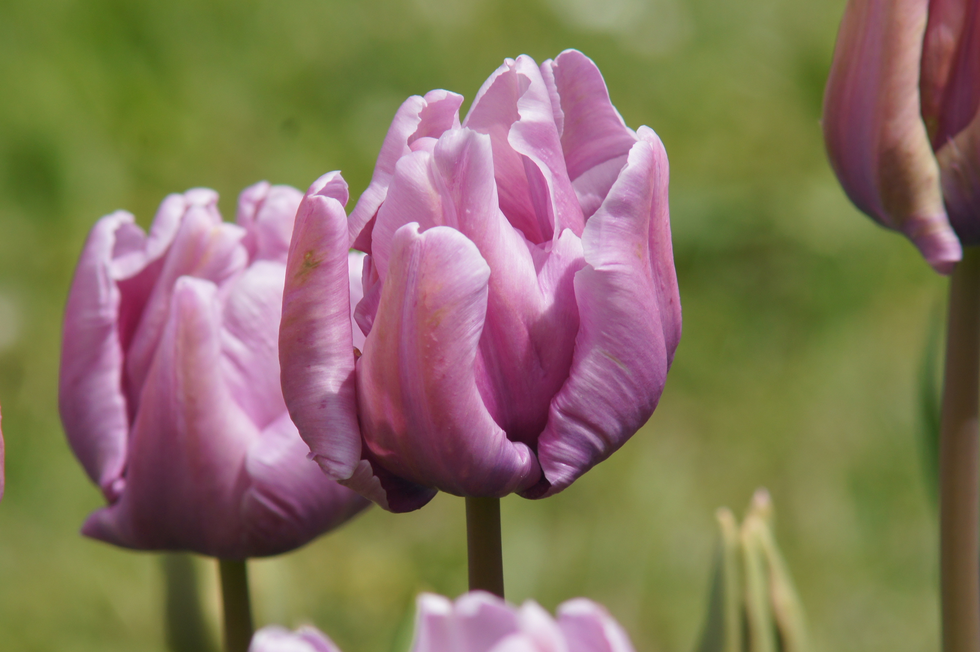 Nahaufnahme einer rosa-violetten Tulpenblüte mit geöffneten Blütenblättern vor unscharfem grünen Hintergrund