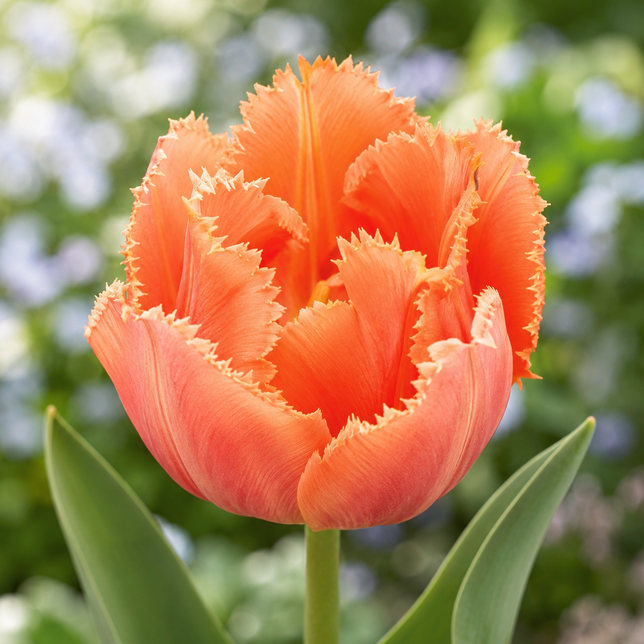 Crispa-Tulpen Royal Centennial