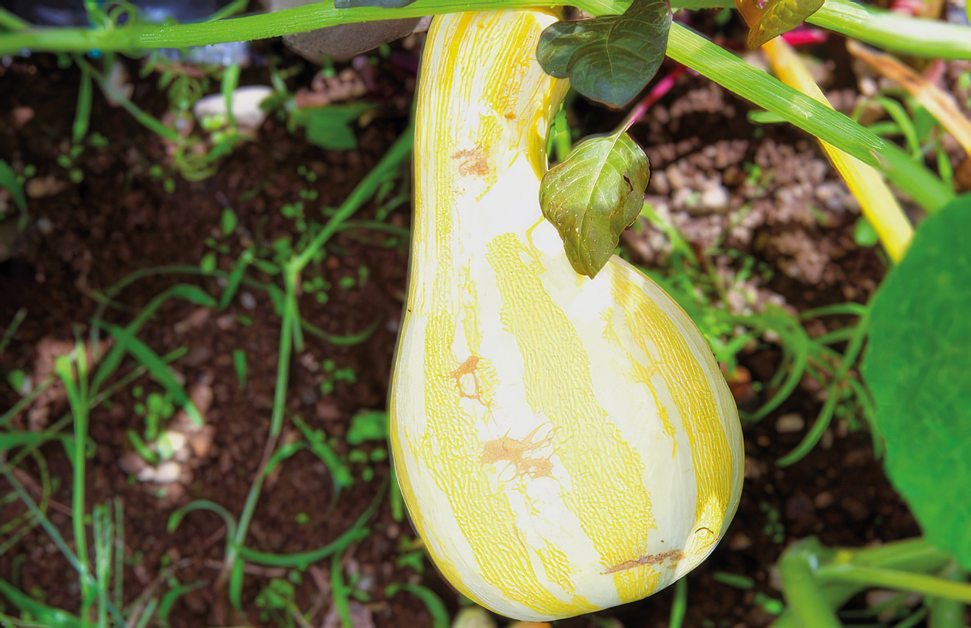 Kürbis Chushaw Orange Striped