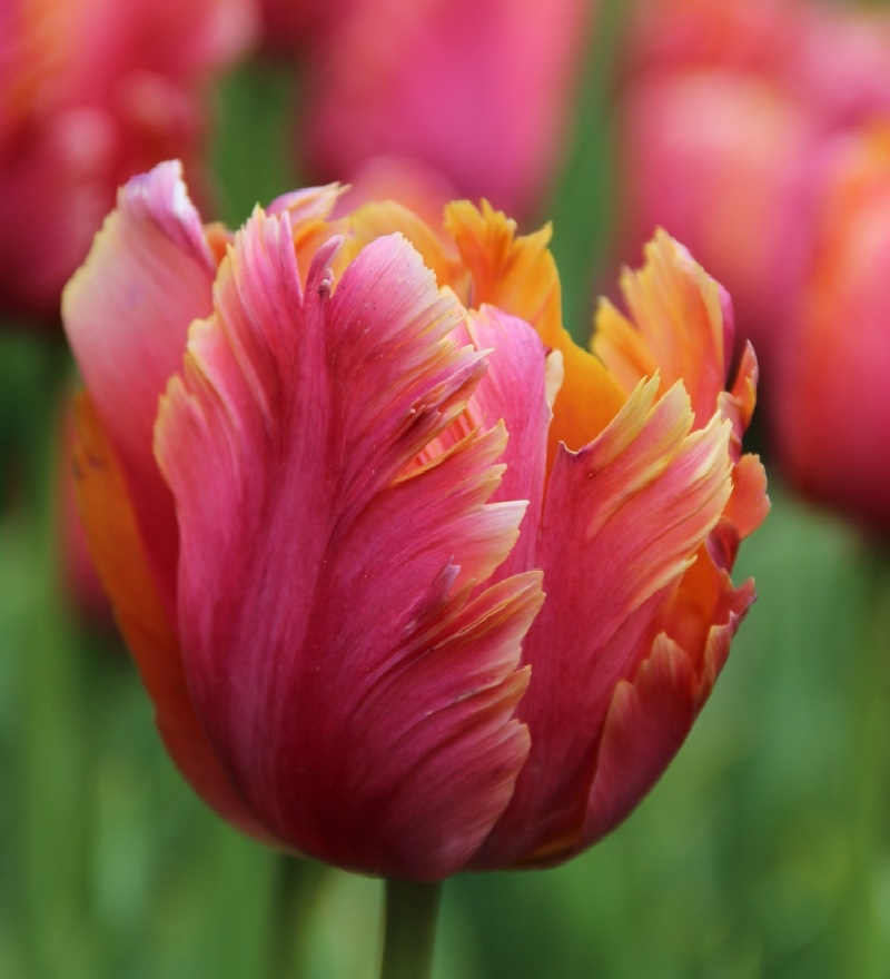 Bunte Tulpe mit fransigen Blütenblättern in Pink und Orange