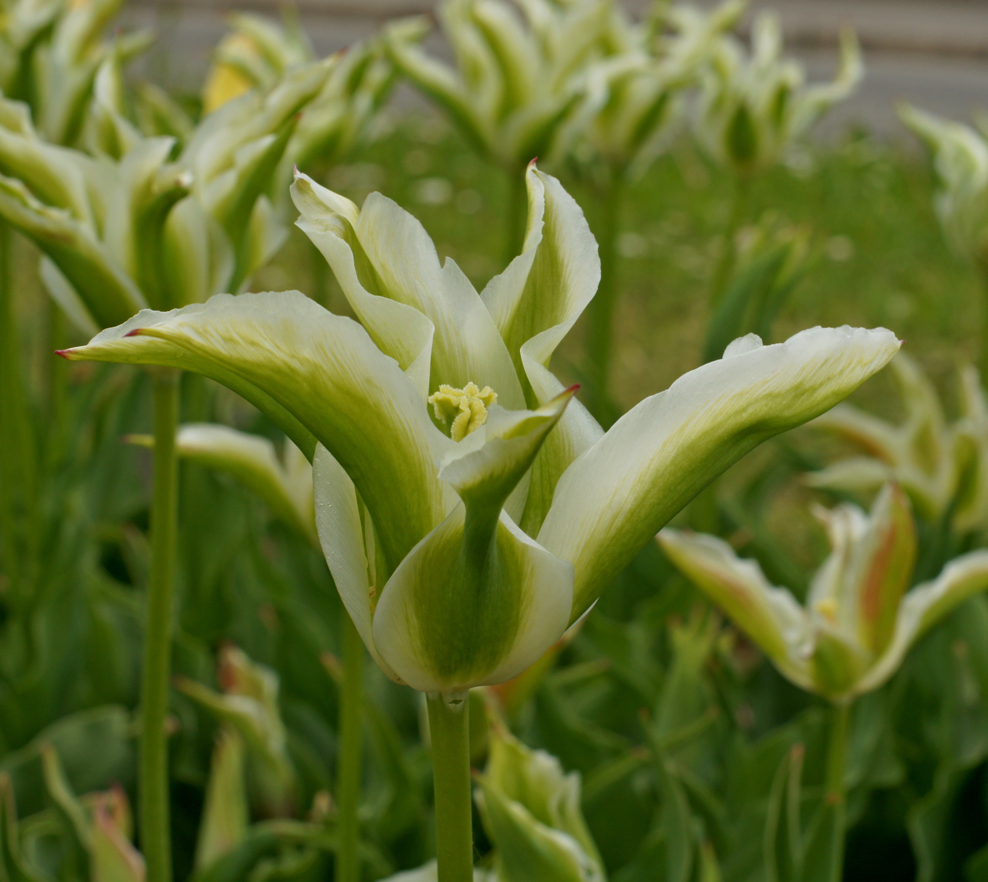 Nahaufnahme einer grün-weißen Viridiflora-Tulpe im Beet mit markanten grünen Streifen auf den Blütenblättern