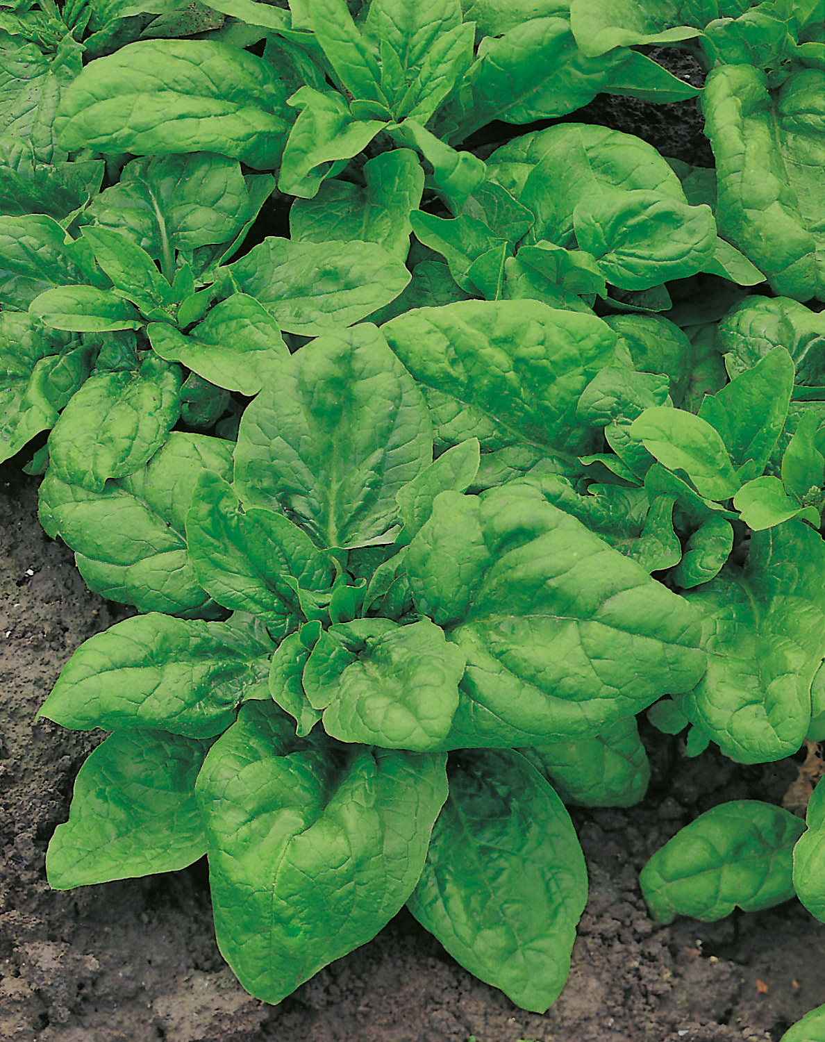 Nahaufnahme von grünen Spinatpflanzen mit großen, frischen Blättern im Beet auf Gartenerde
