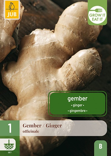 Ingwer