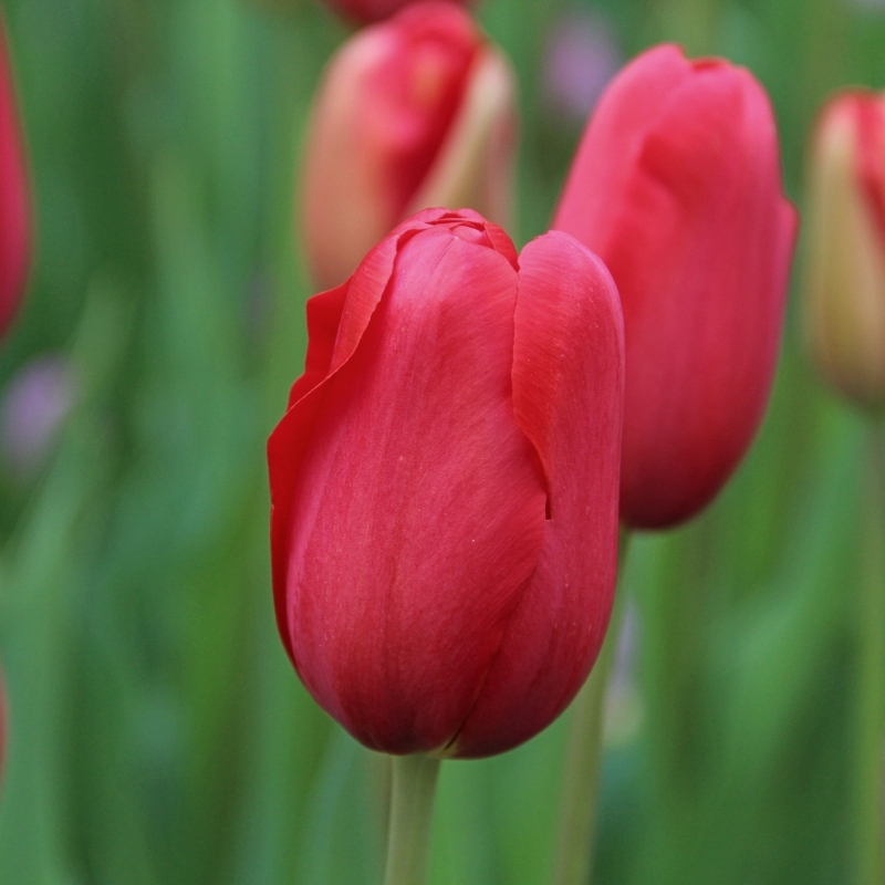 Nahaufnahme einer roten Tulpe im Freien, unscharfer grüner Hintergrund, weitere Tulpen im Hintergrund