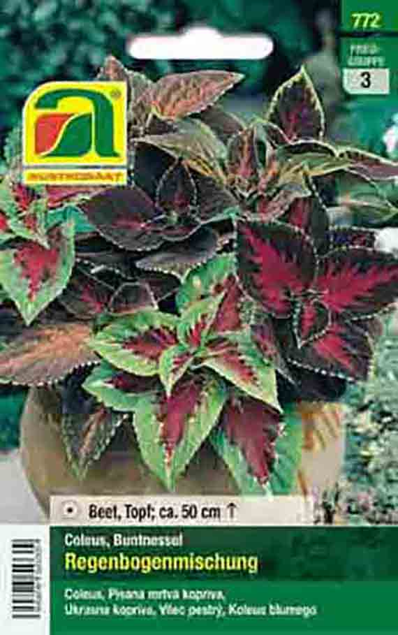 Samenpackung 'Coleus Regenbogenmischung' mit bunten rot-grünen, gemusterten Blättern, für Beet und Topf, Wuchshöhe ca. 50 cm