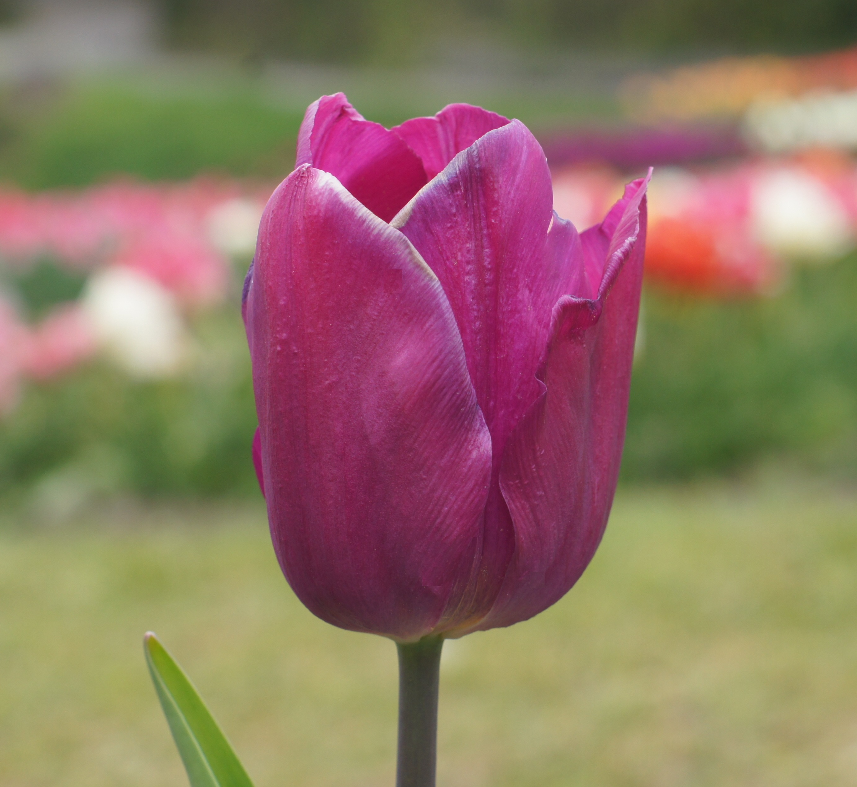 Nahaufnahme einer lilafarbenen Tulpe mit leicht geöffneten Blütenblättern vor unscharfem, buntem Blumenbeet