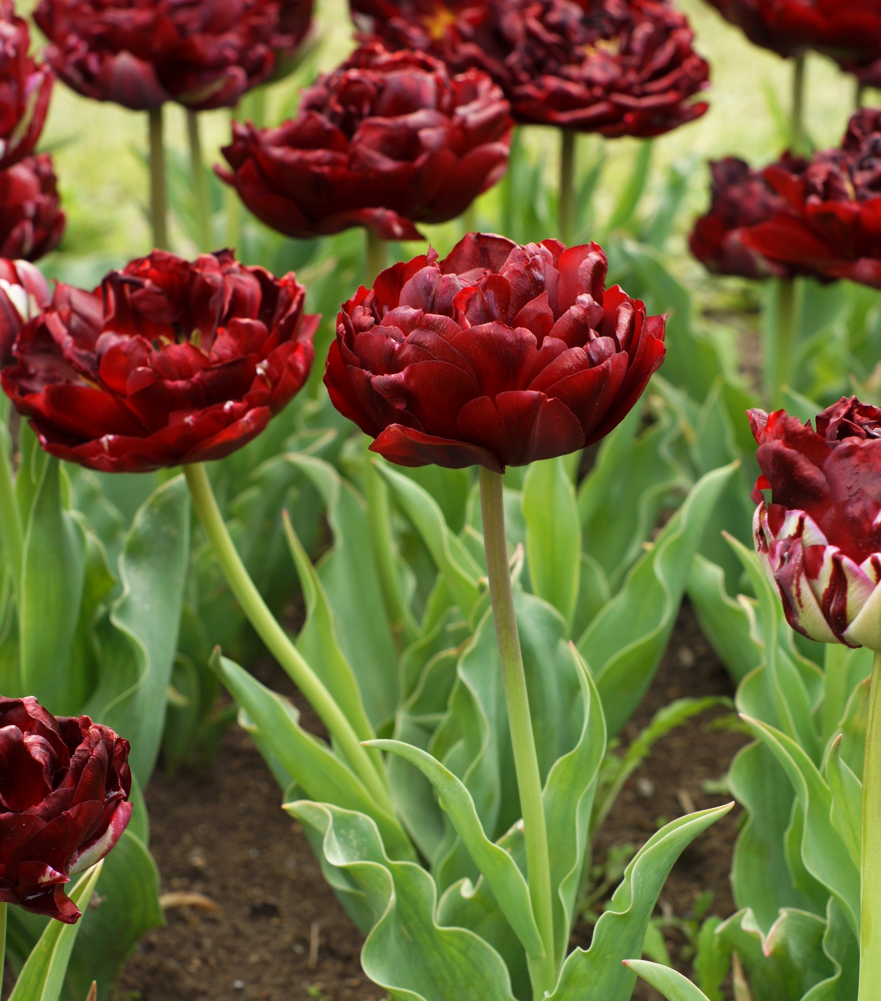 Nahaufnahme von dunkelroten gefüllten Tulpen im Blumenbeet mit grünen Blättern und Erde