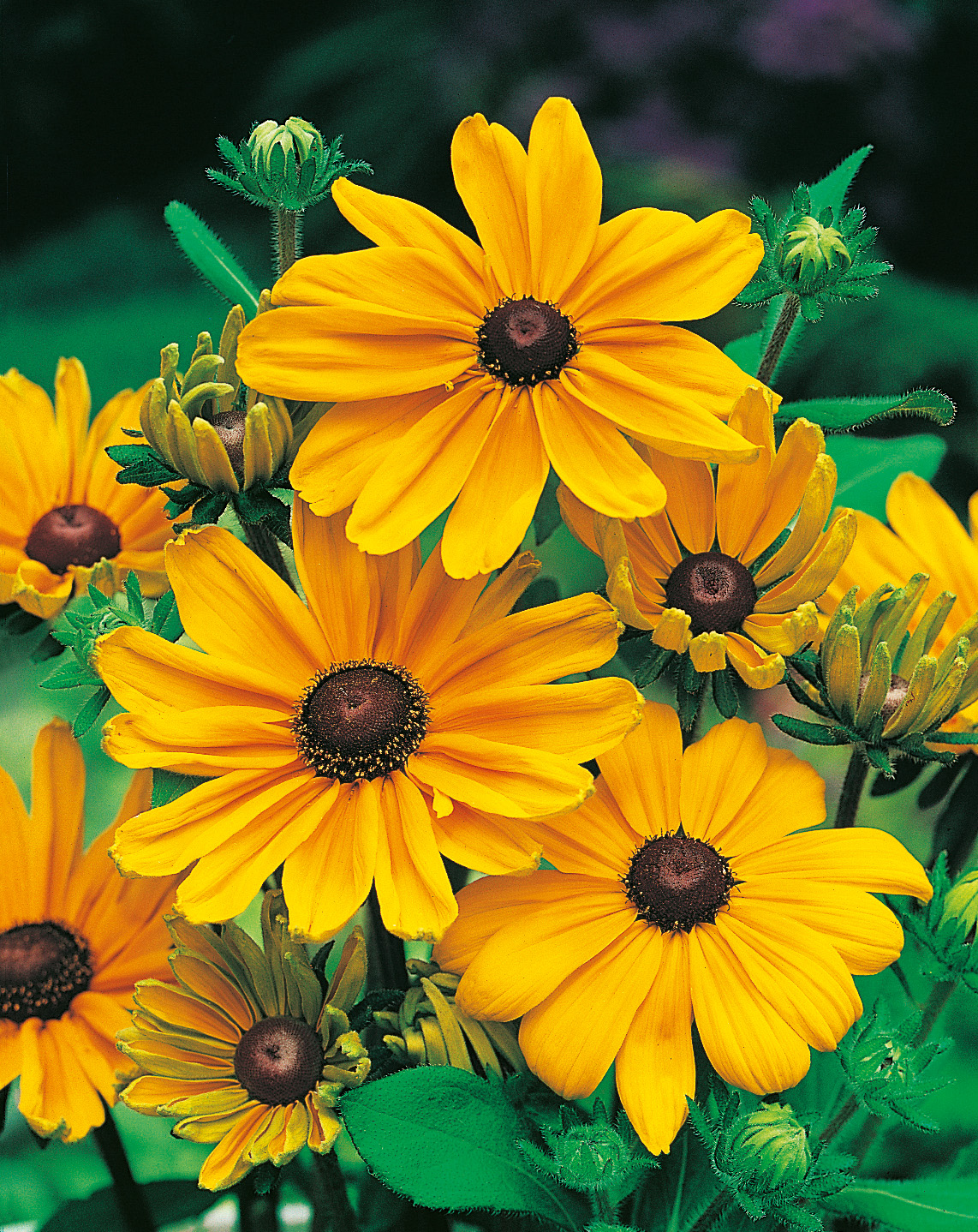 Nahaufnahme mehrerer gelber Rudbeckia (Sonnenhut) Blüten mit dunklem Zentrum und grünem Laub