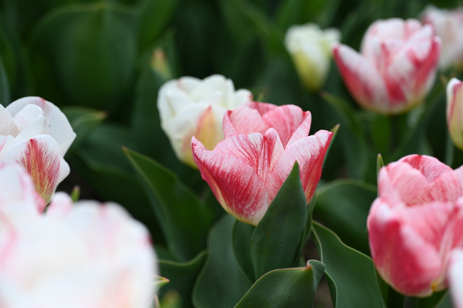 Rosa-weiße Tulpen Nahaufnahme im Blumenbeet, eine geöffnete Tulpe im Fokus, grüne Blätter im Hintergrund