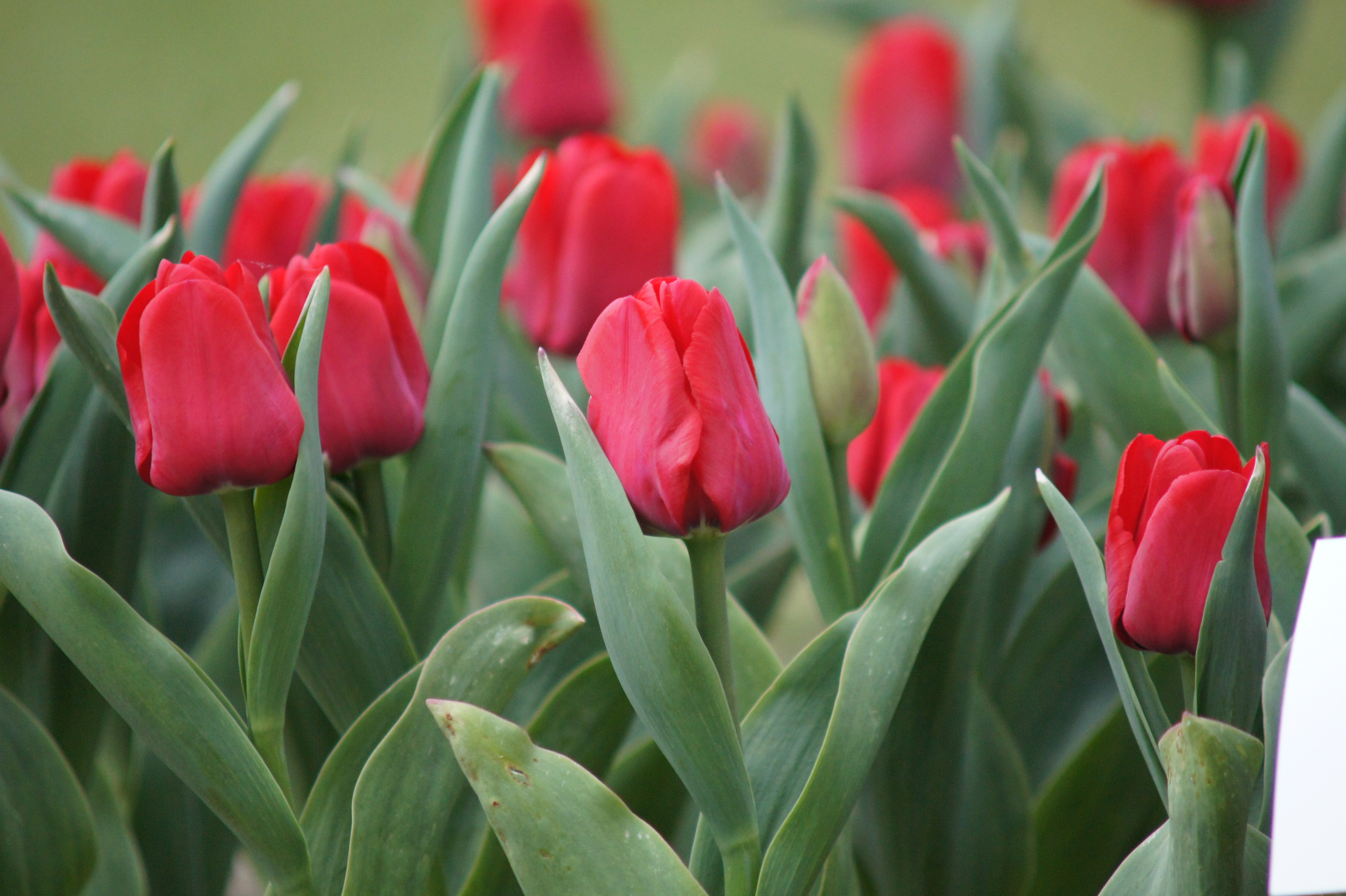 52186_Triumph-Tulpen Hollandia Rote Tulpen in Nahaufnahme mit grünen Blättern, mehrere geschlossene und halb geöffnete Blüten