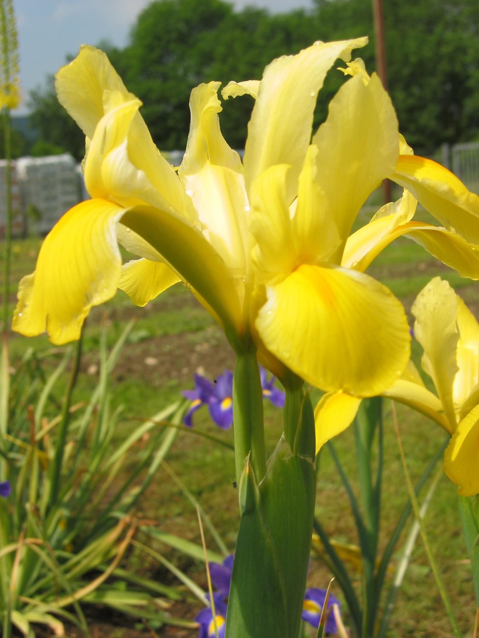 50113_Iris hollandica Golden Harvest Nahaufnahme einer gelben Irisblüte mit Wassertropfen, grüner Stiel im Vordergrund und unscharfem Gartenhintergrund mit weiteren lila Irissen