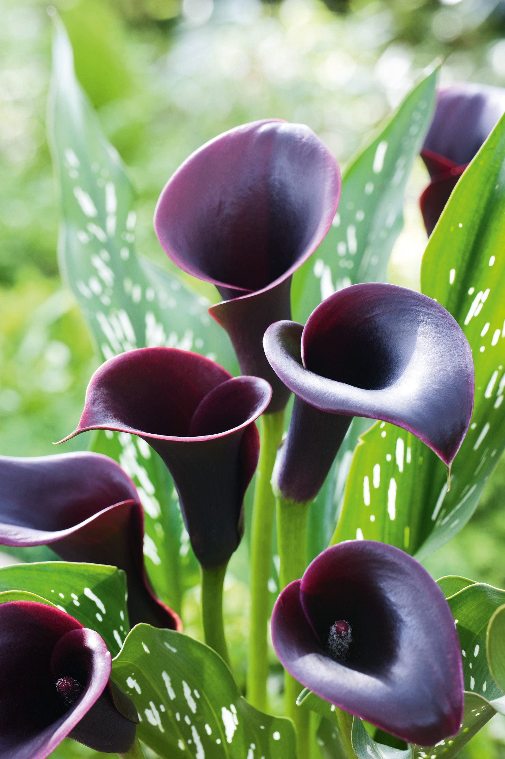 2873_Calla Cantor Nahaufnahme von dunkelvioletten bis schwarzen Calla-Lilien mit glänzenden, trichterförmigen Blüten und gesprenkelten grünen Blättern