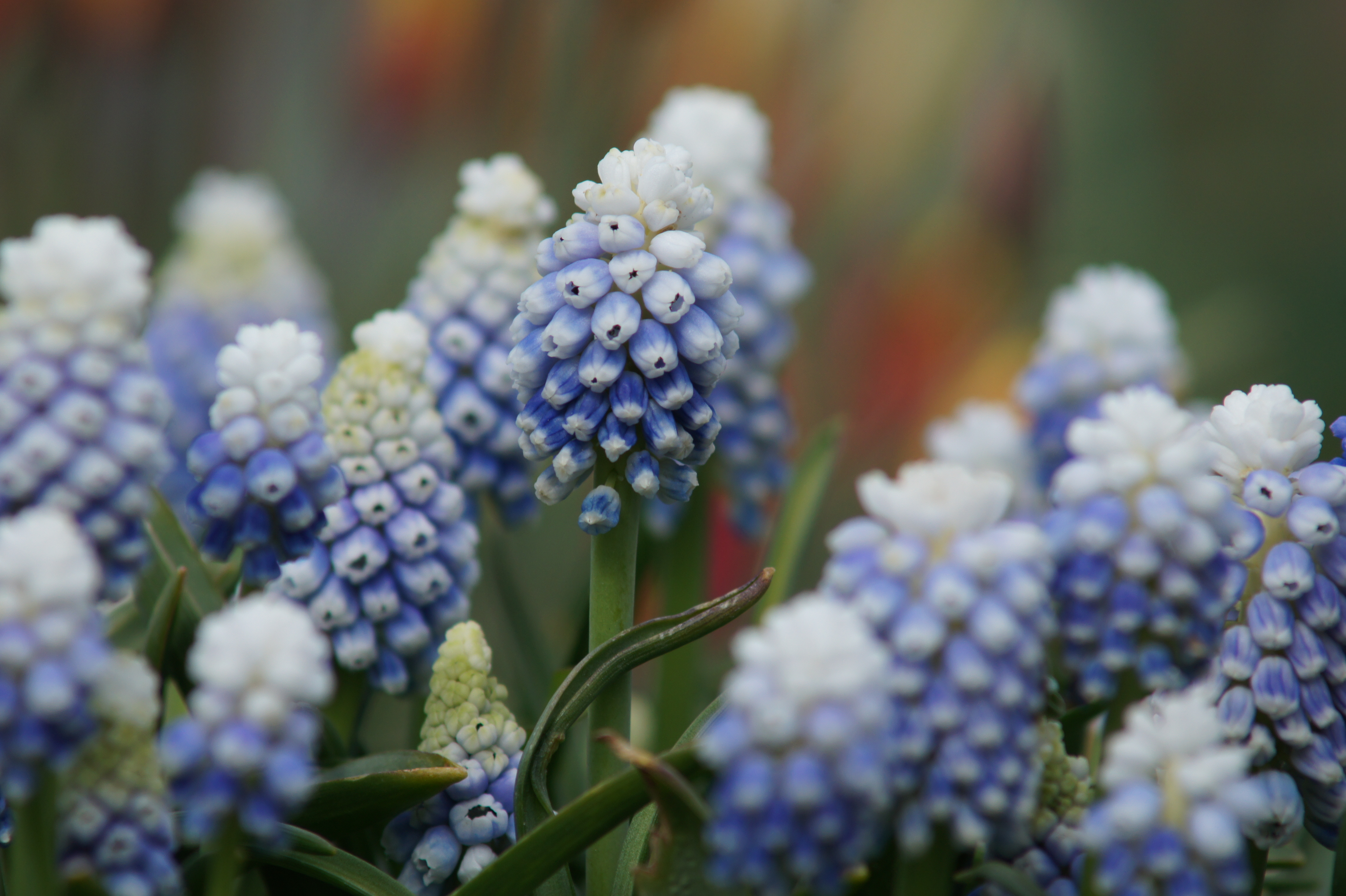 58009_Muscari aucherii Mountain Lady Nahaufnahme mehrerer blauer und weißer Muscari (Traubenhyazinthen) mit dichten, glockenförmigen Blütenständen vor unscharfem Hintergrund