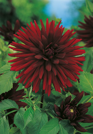 27890_Dahlia Kaktus Nuit d´Eté Nahaufnahme einer großen dunkelroten Dahlienblüte mit grünen Blättern im Garten