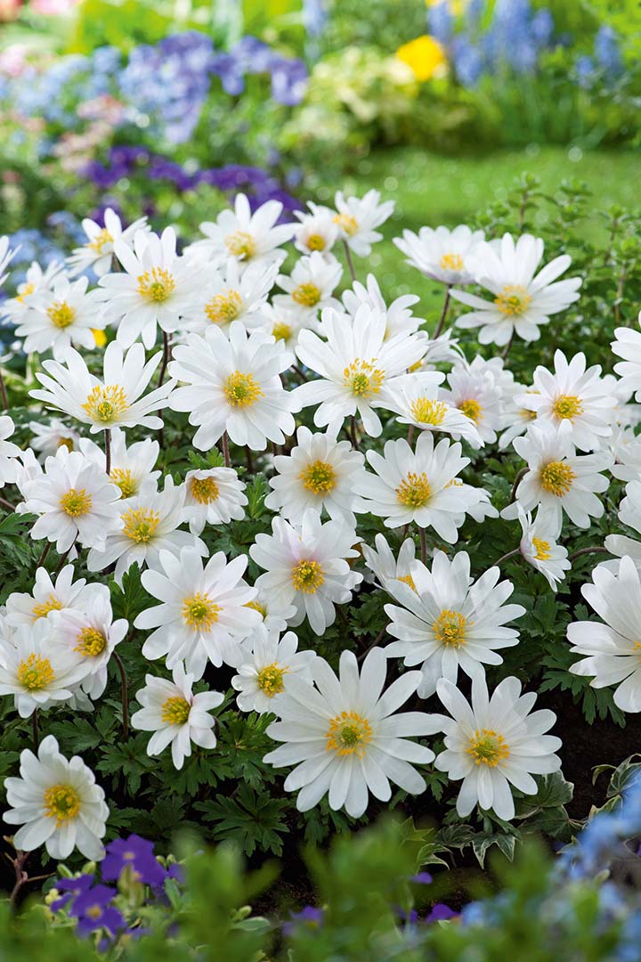 Anemonen blanda White Splendour