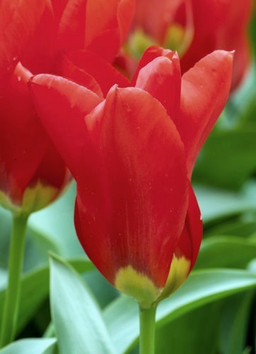 Nahaufnahme von roten Tulpen mit grünen Blättern im Hintergrund