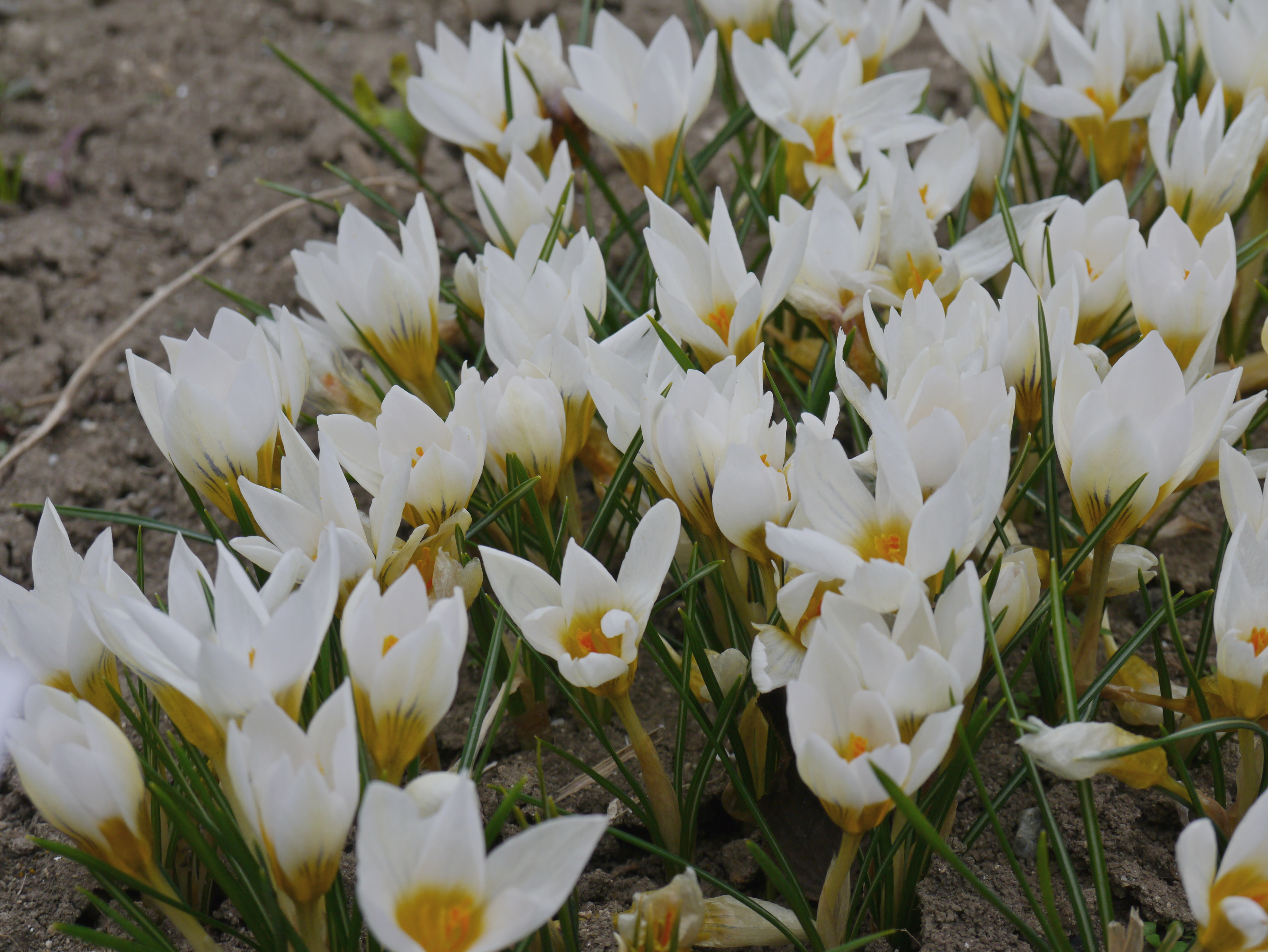 Nahaufnahme von weißen Blumen mit gelben Akzenten, die aus der Erde wachsen