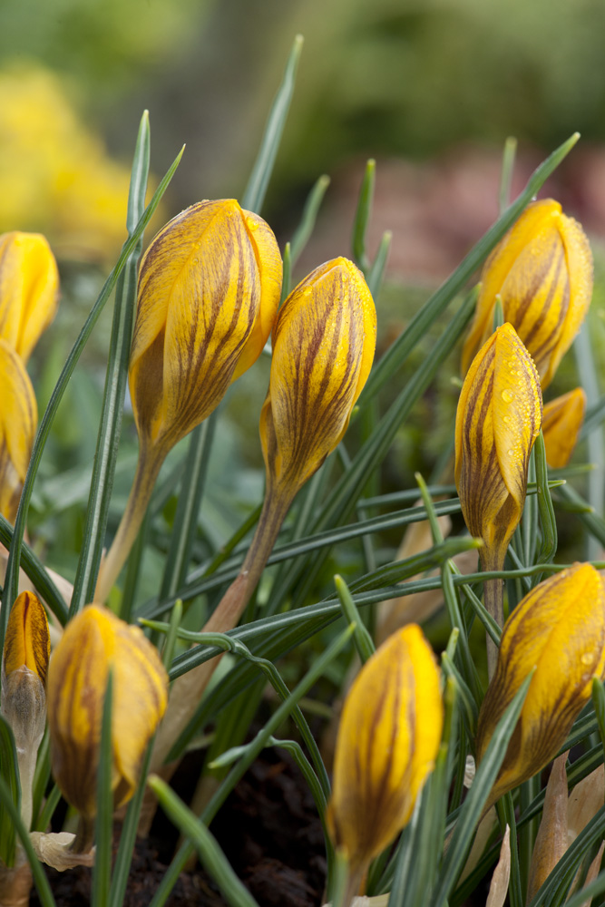 Crocus chrysanthus Dorothy mit schwefelgelben Blütenknospen und bronzefarbener Außenseite, botanischer Krokus für Beet, Topf und Steingarten
