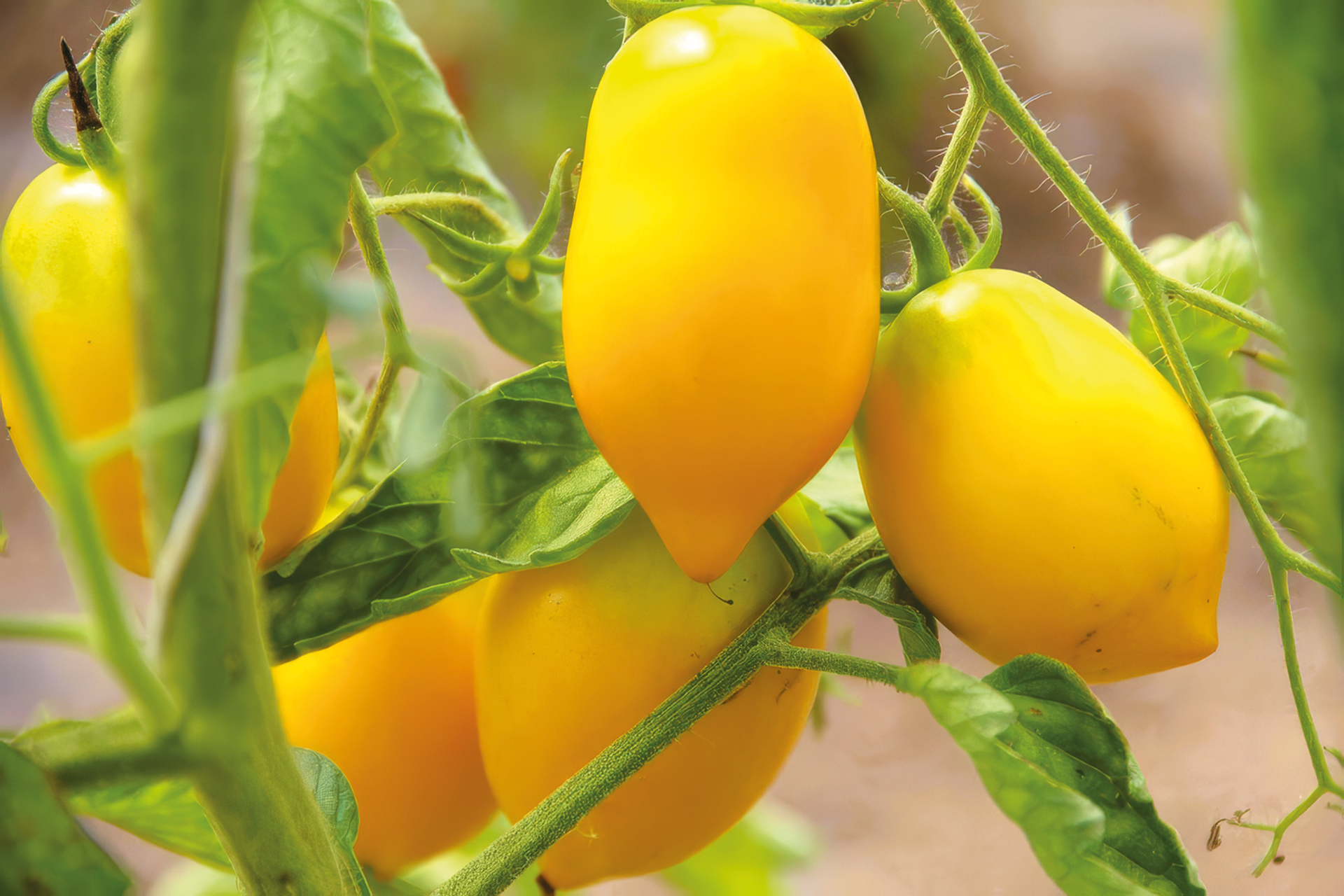 Tomate Citrina