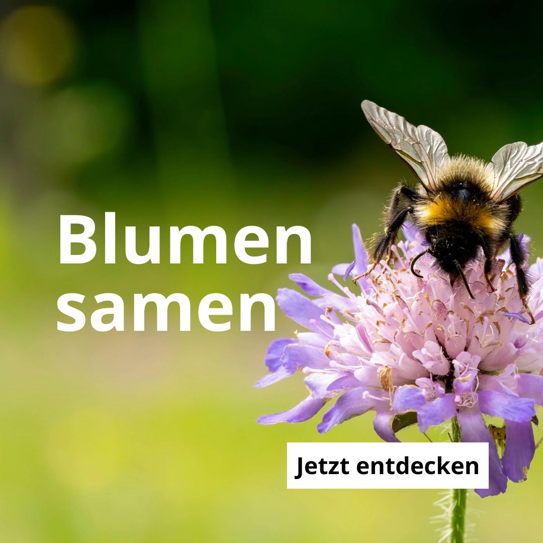 Blumensamen