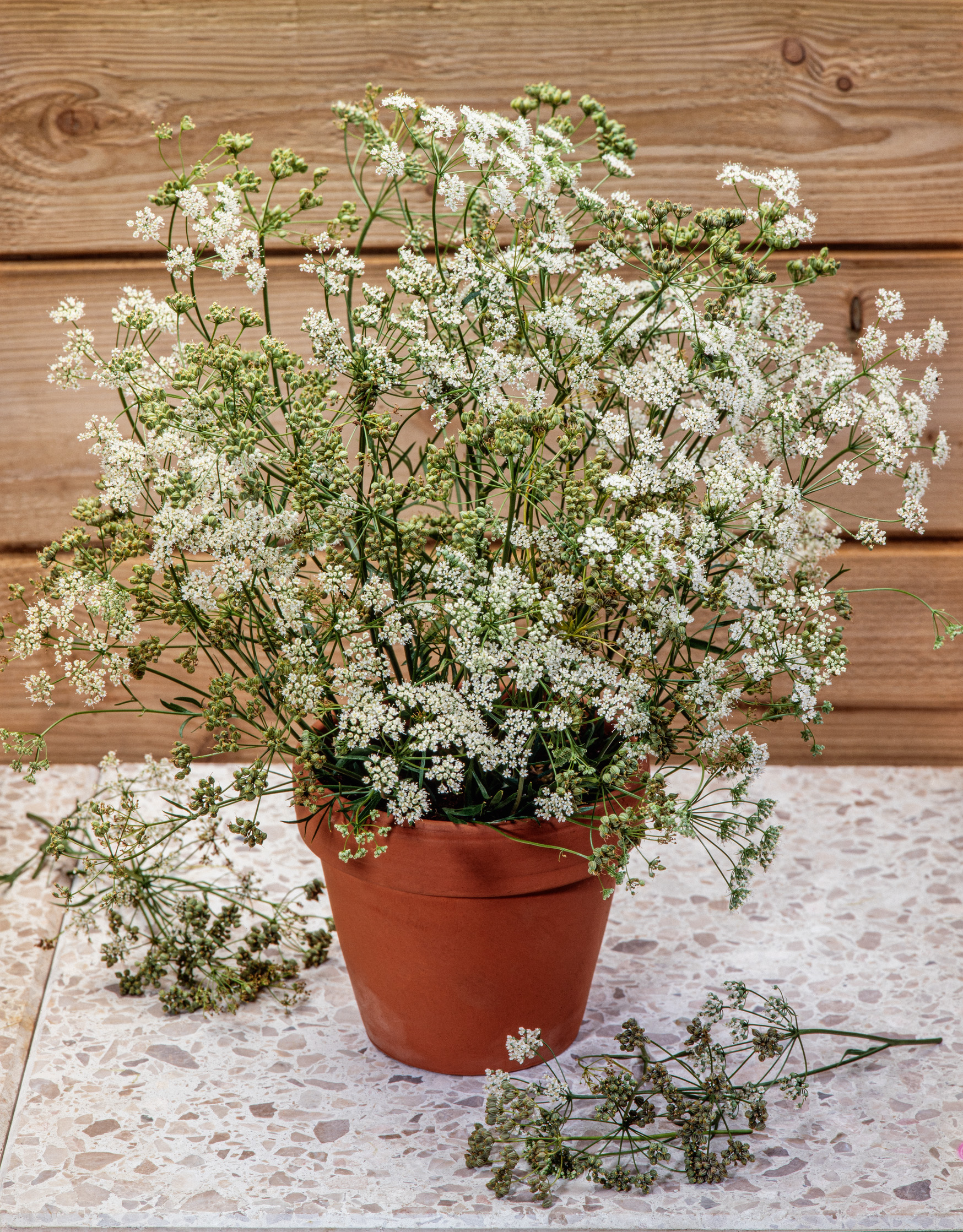 Terrakottatopf mit filigraner Topfpflanze und zahlreichen kleinen weißen Blüten auf heller Steinplatte vor Holzverkleidung