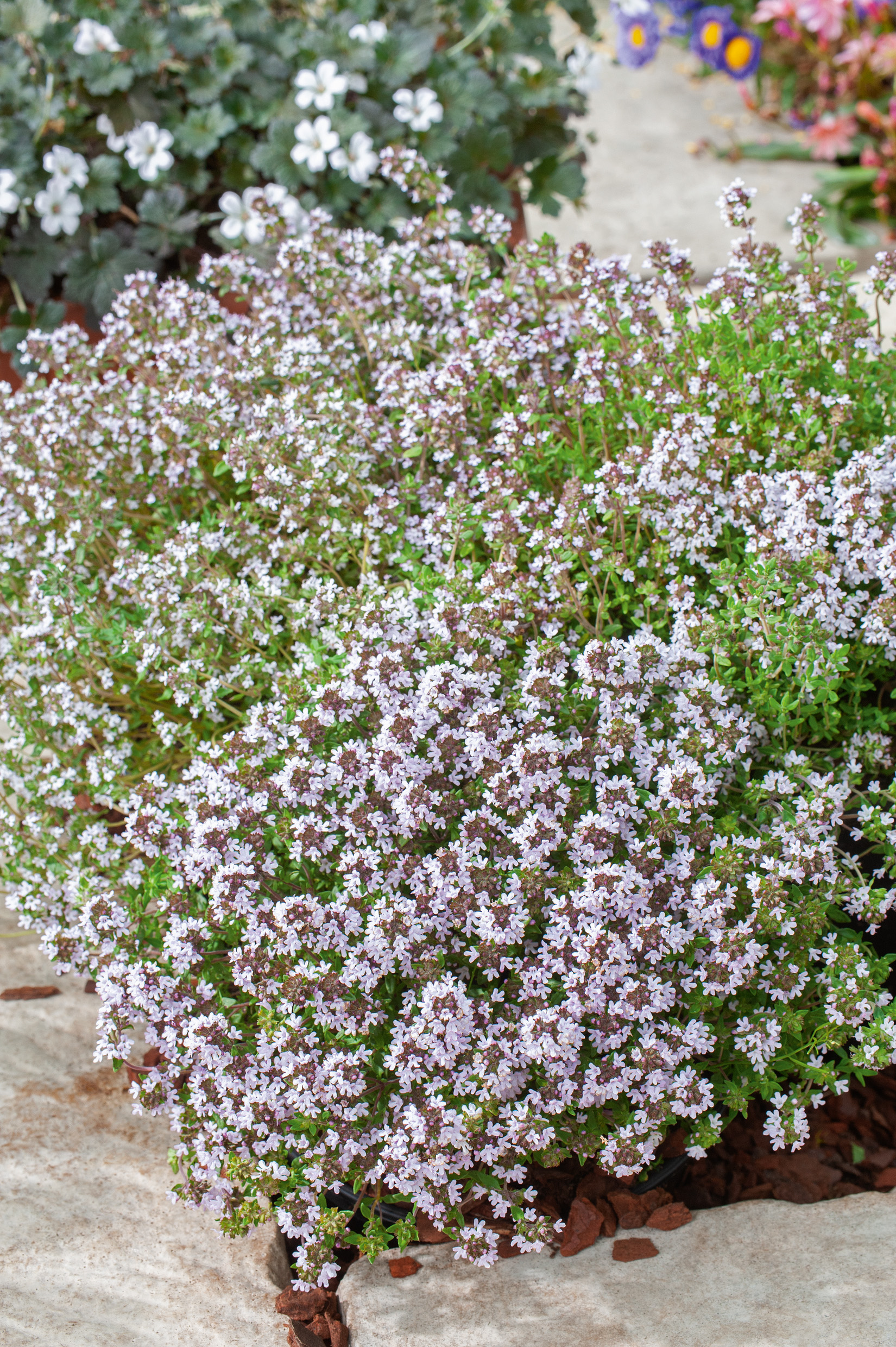 Nahaufnahme eines dichten kriechenden Thymian-Bodendeckers mit zahlreichen kleinen rosa-lila Blüten, ideal für Steingarten und bienenfreundliche Bepflanzung