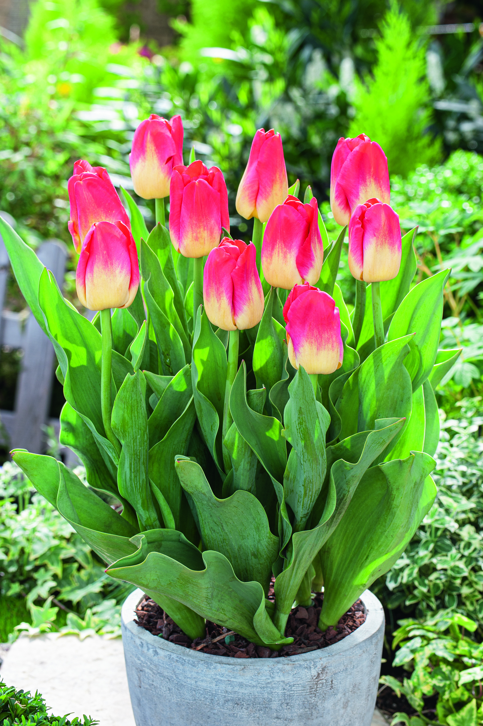 Grauer Pflanzkübel mit rosa-gelb verlaufenden Tulpen, kräftigen grünen Blättern und Mulch, stehender Topf in einem sonnigen Gartenbeet