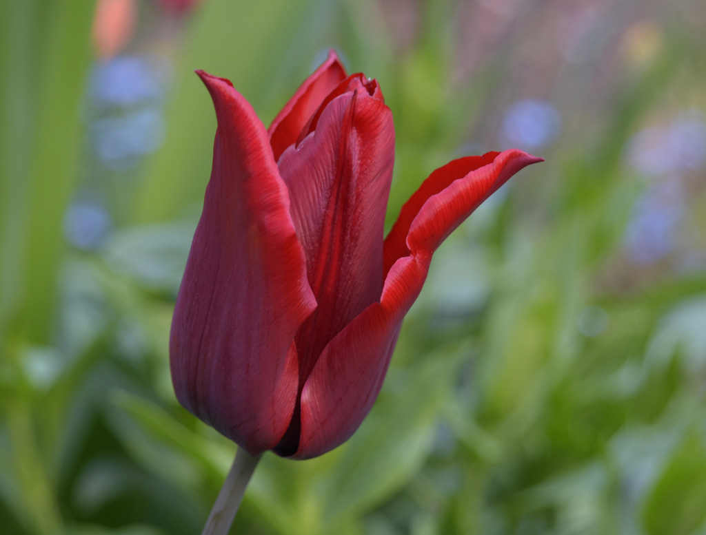 Nahaufnahme einer roten Tulpenblüte vor unscharfem grünem Gartenhintergrund