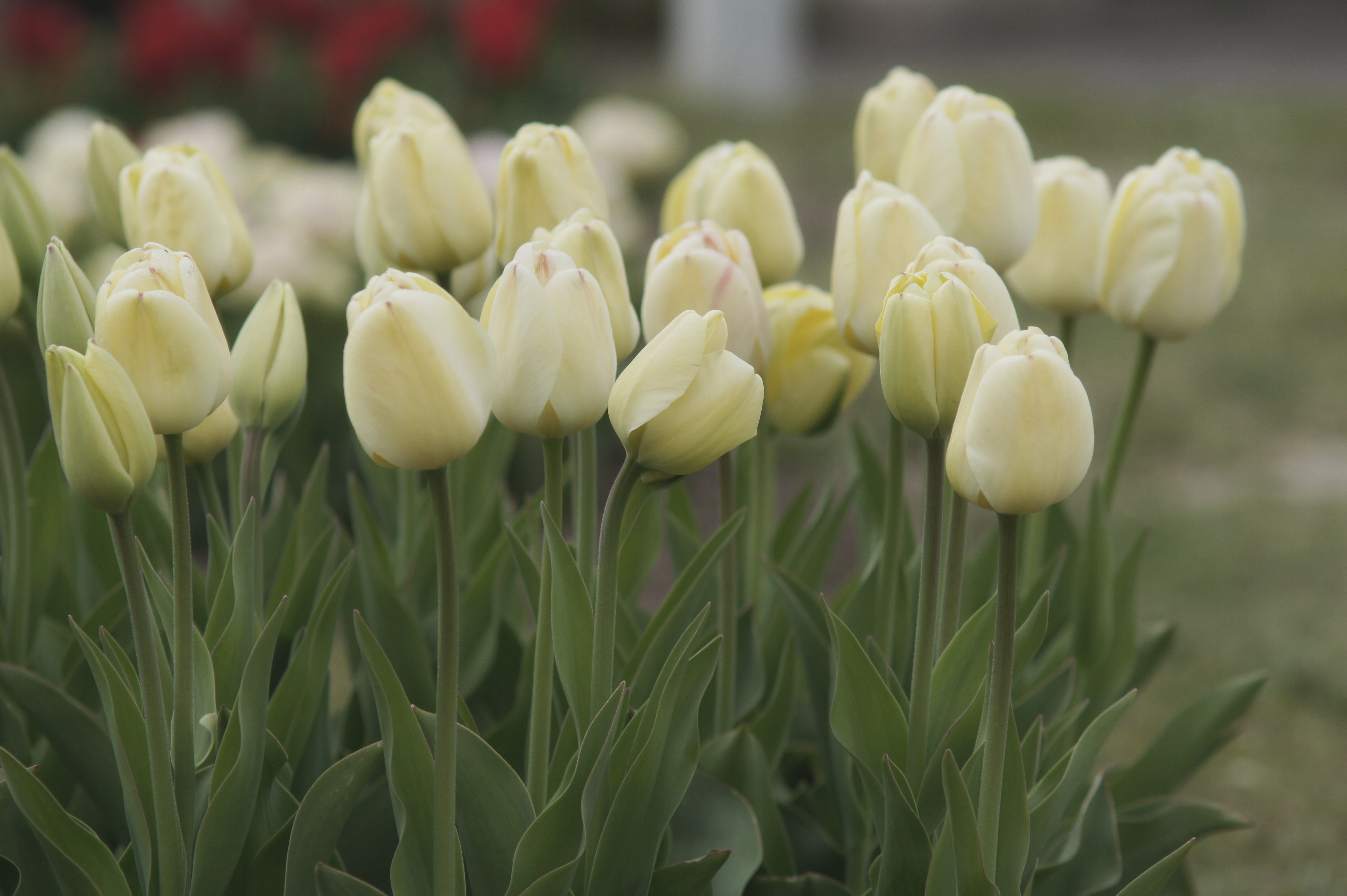Nahaufnahme mehrerer cremefarbener Tulpen mit grünen Blättern im Freien, weiches Bokeh im Hintergrund
