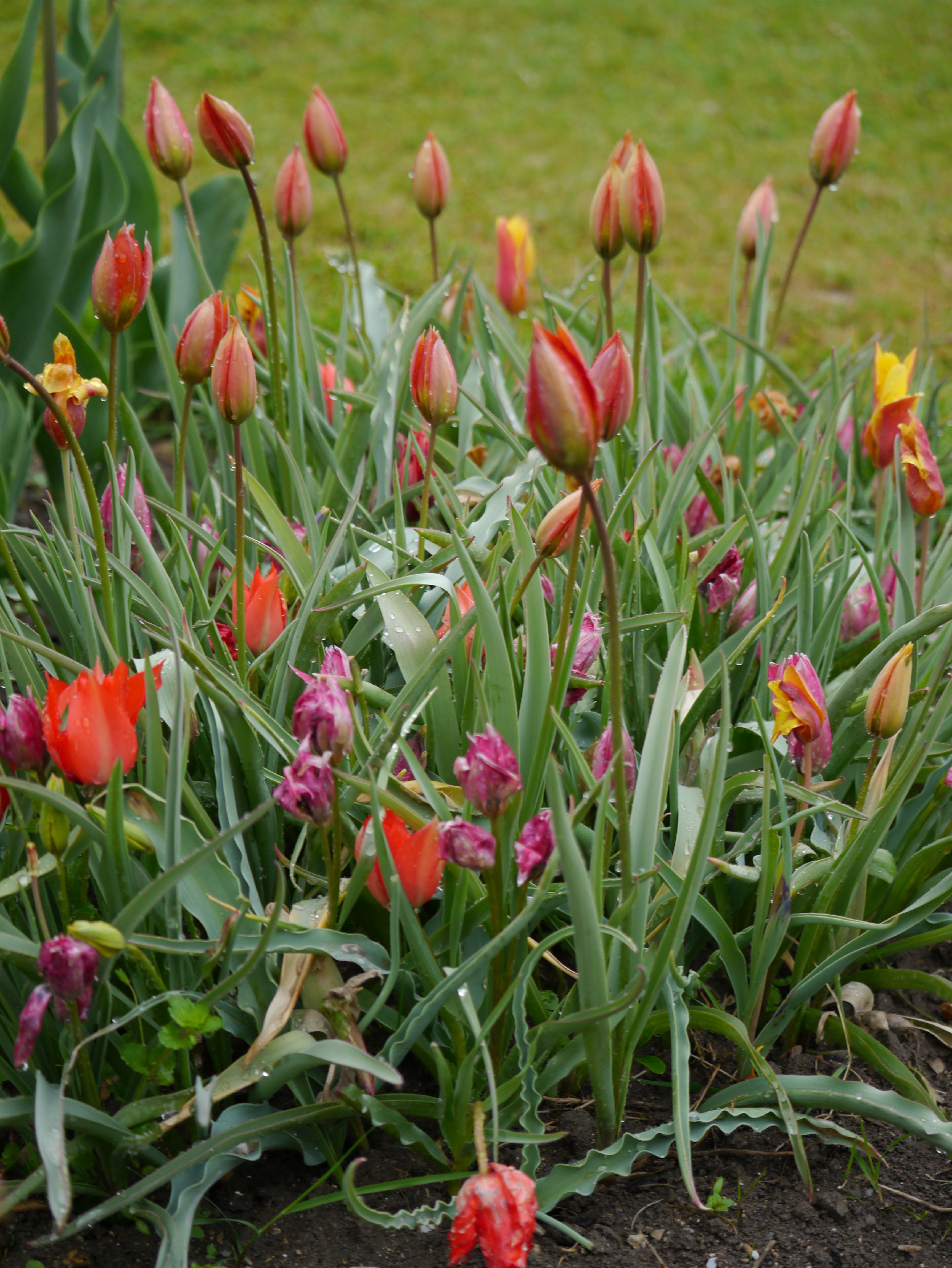 Nahaufnahme eines Tulpenbeets mit roten, rosa und gelben Knospen und Blüten, grünen Blättern und Wassertropfen